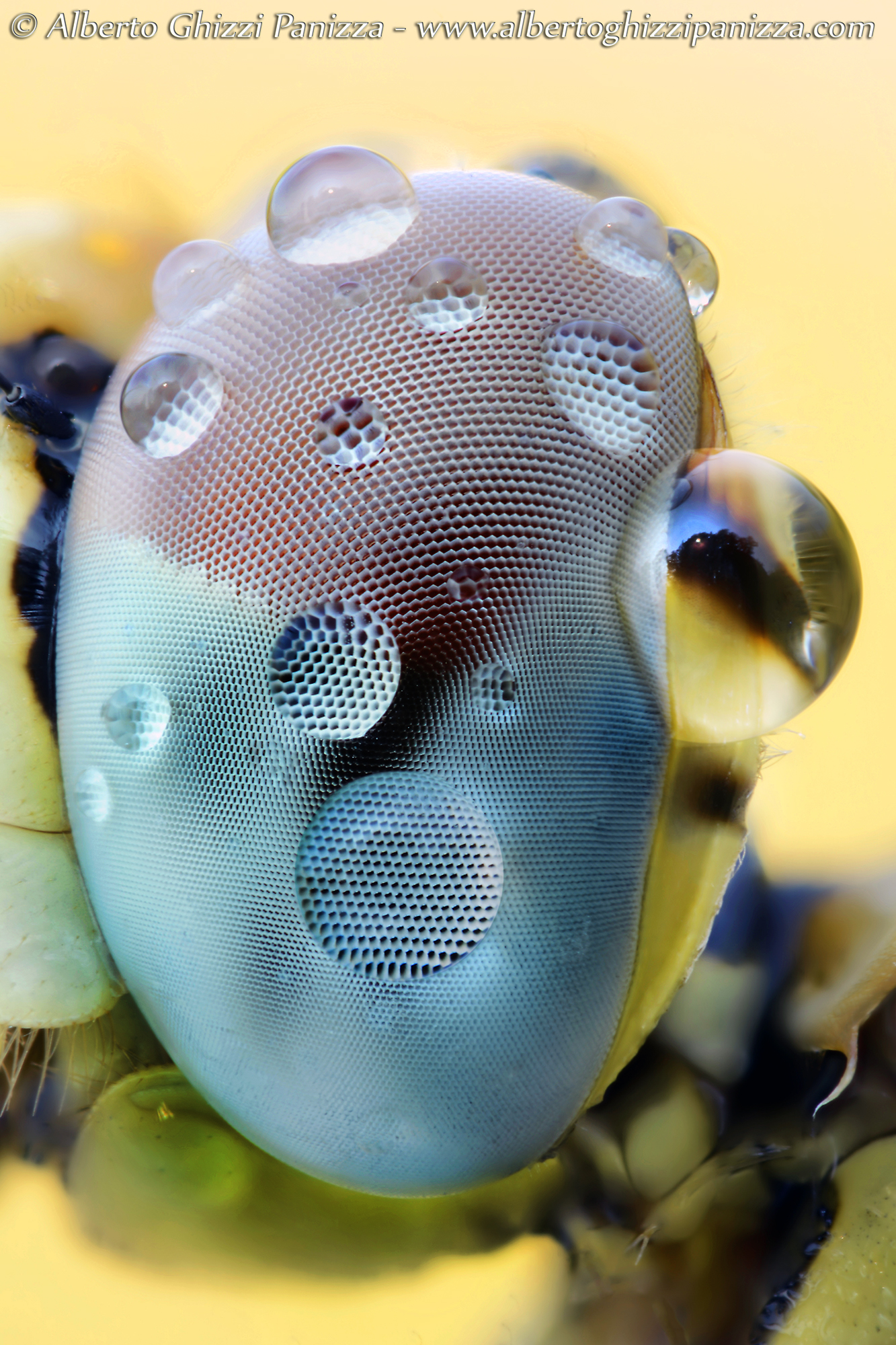 Occhio di libellula gialla