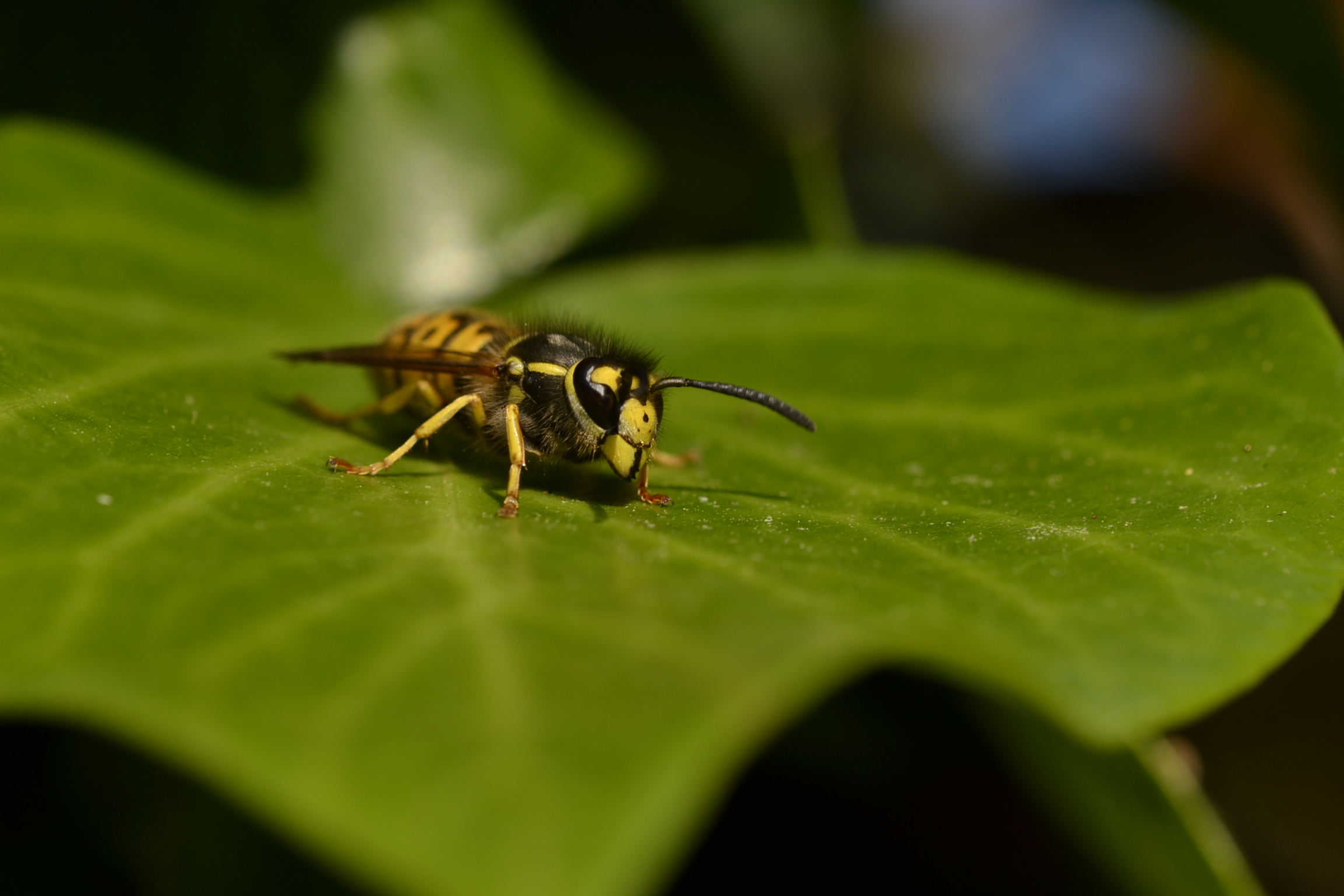 wasp