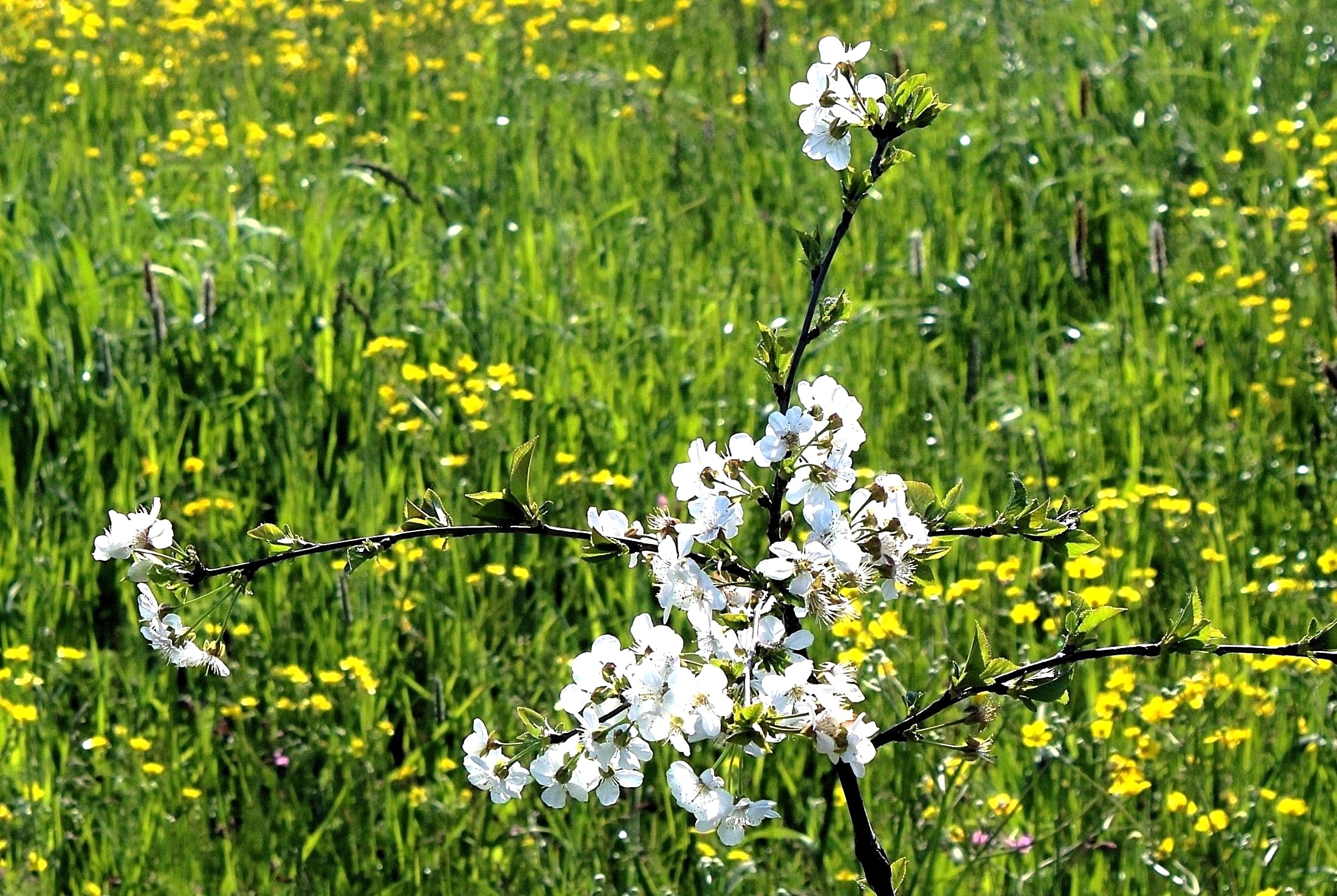 Fioritura primaverile