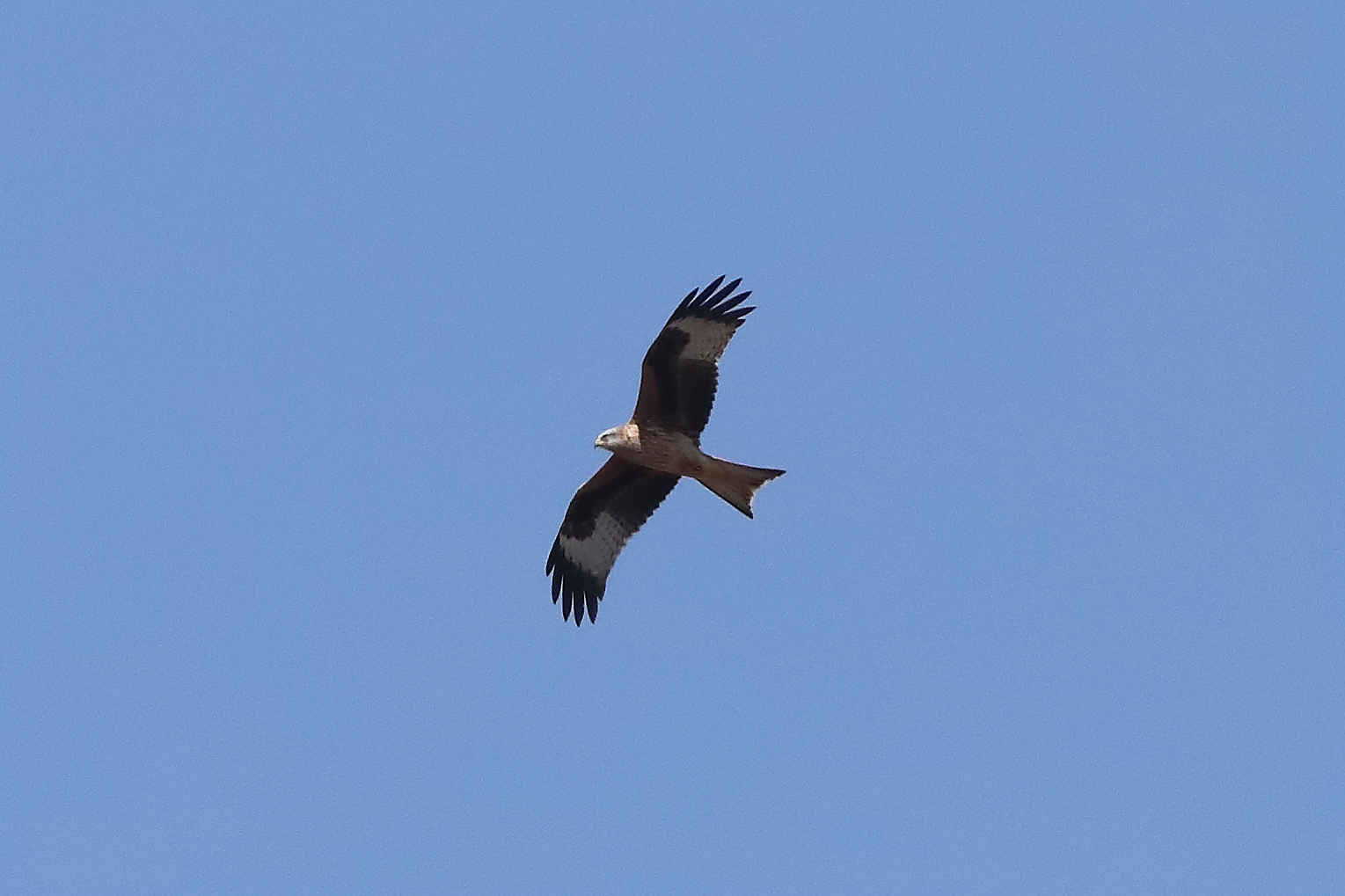 Red Kite April 2026 - 0088