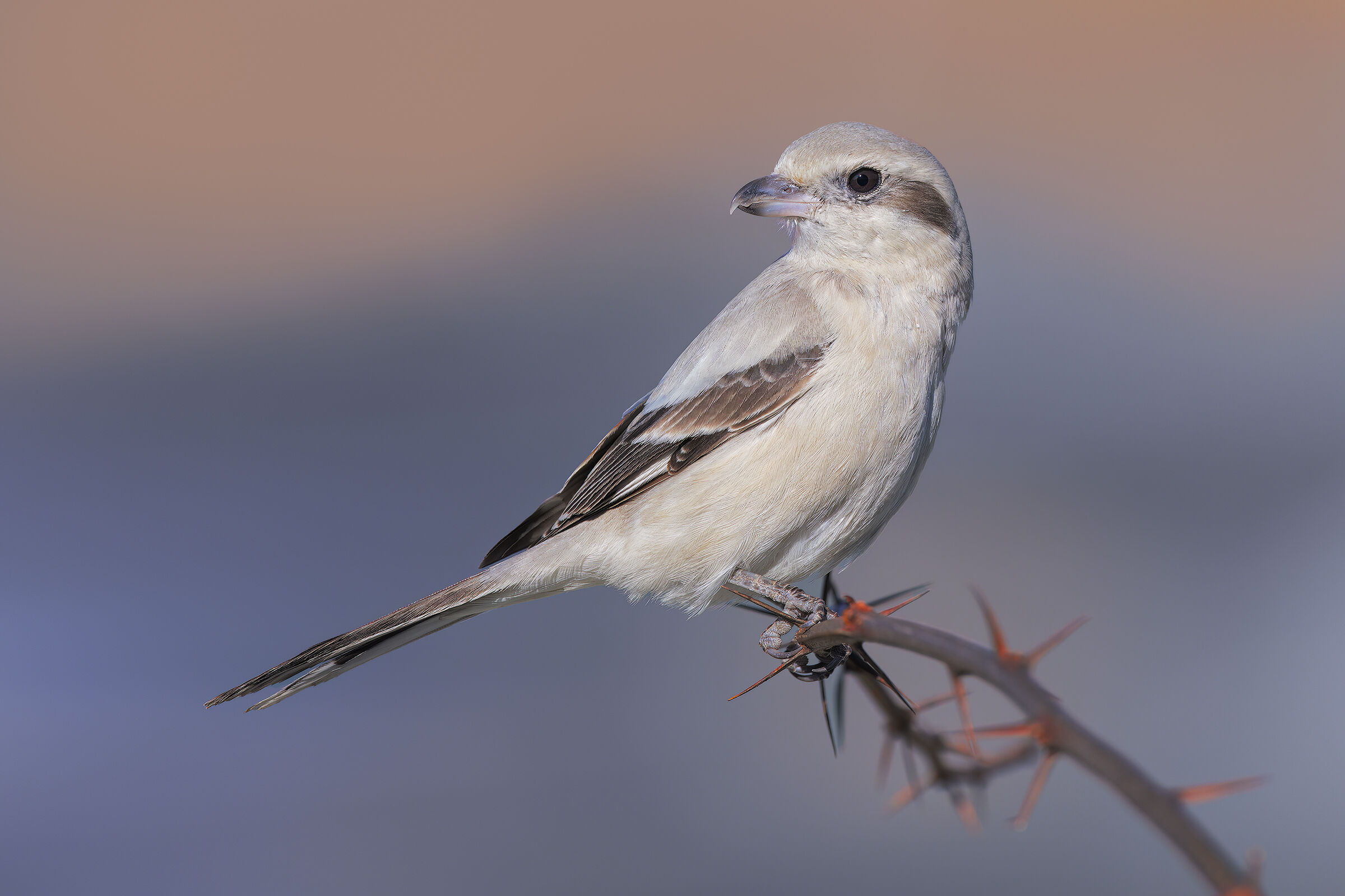 Pale-billed Great-backed Shrike