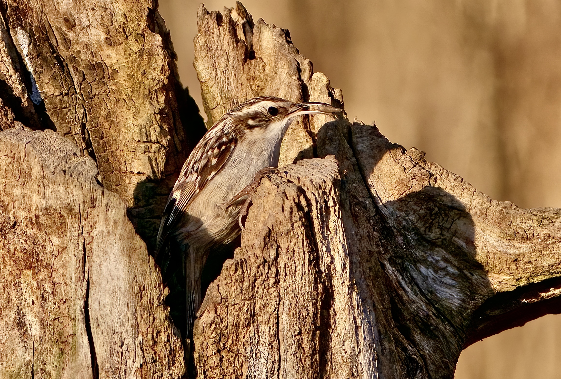 Treecreeper with the seed
