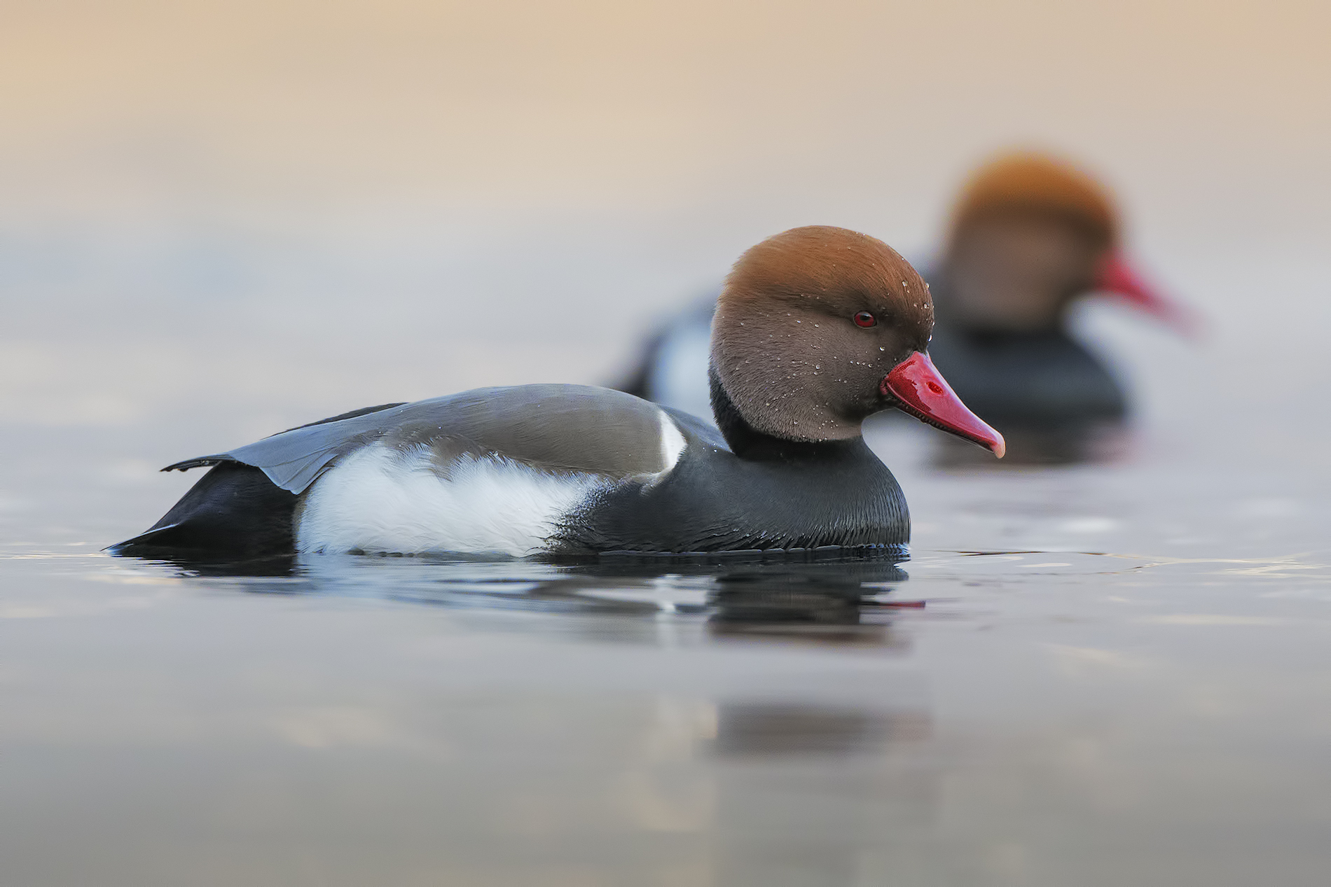 Pochard