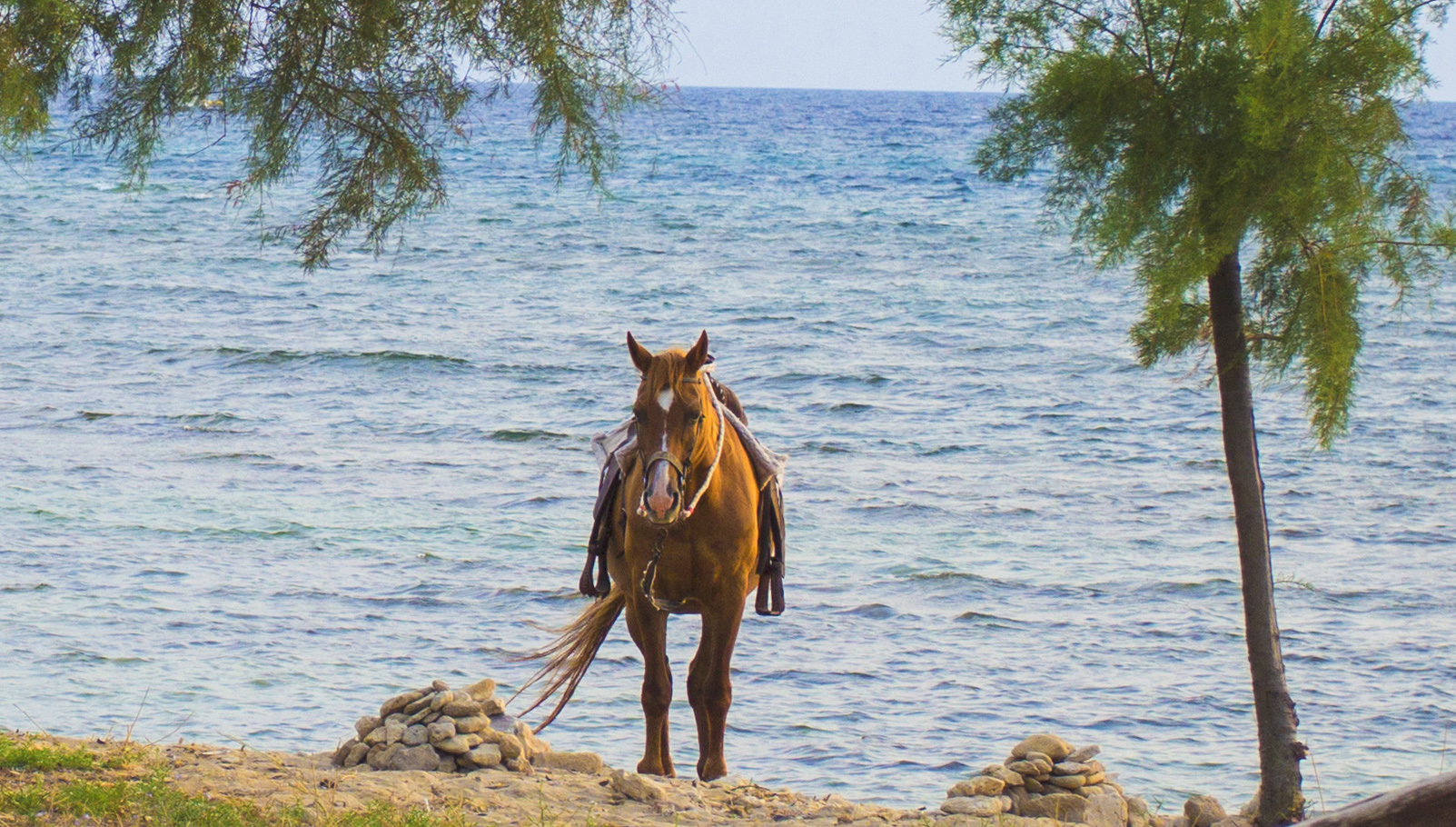 cavalluccio marino....