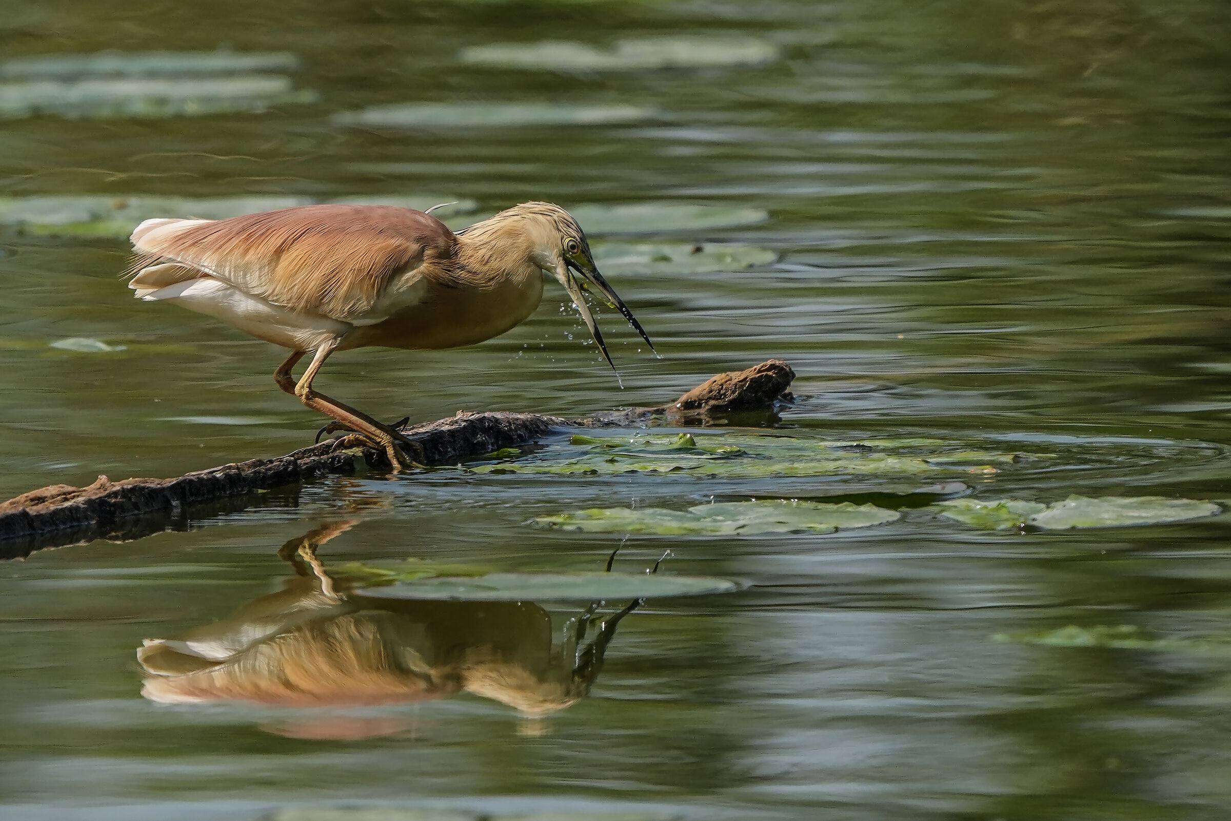 tufted heron
