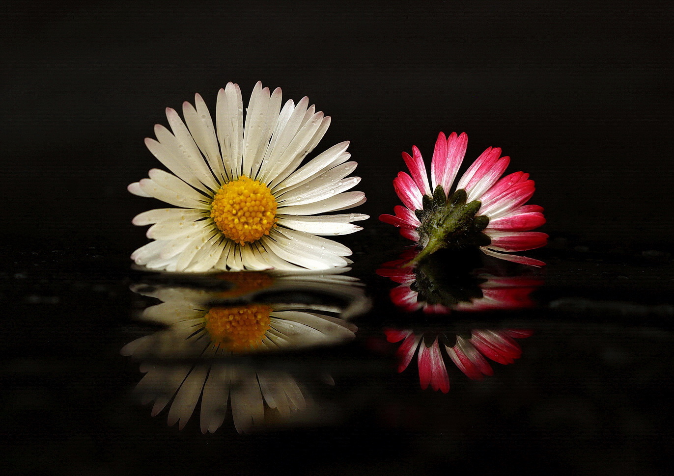 still life with a flowers