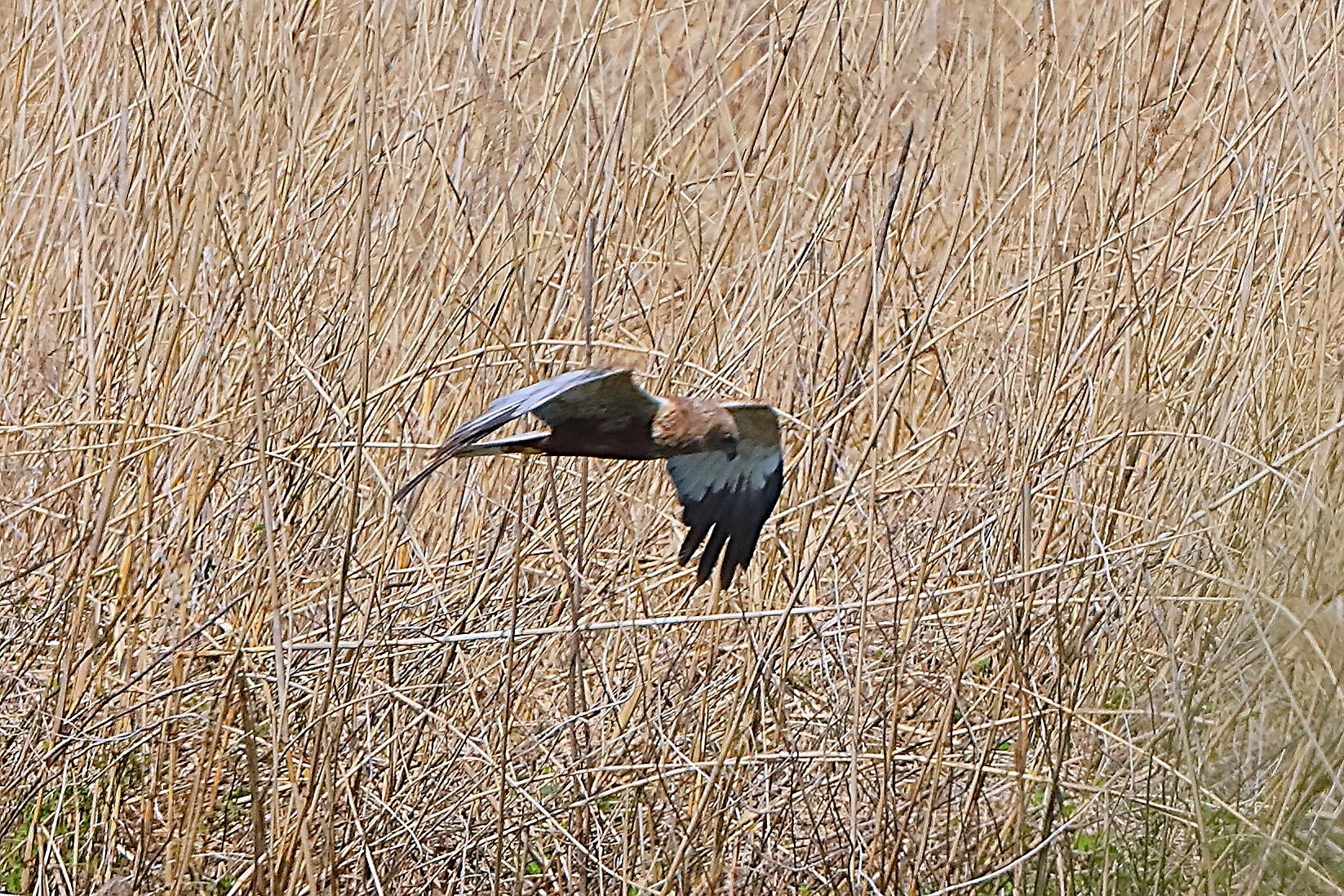 Marsh Harrier M 09 April 2026 - 0174