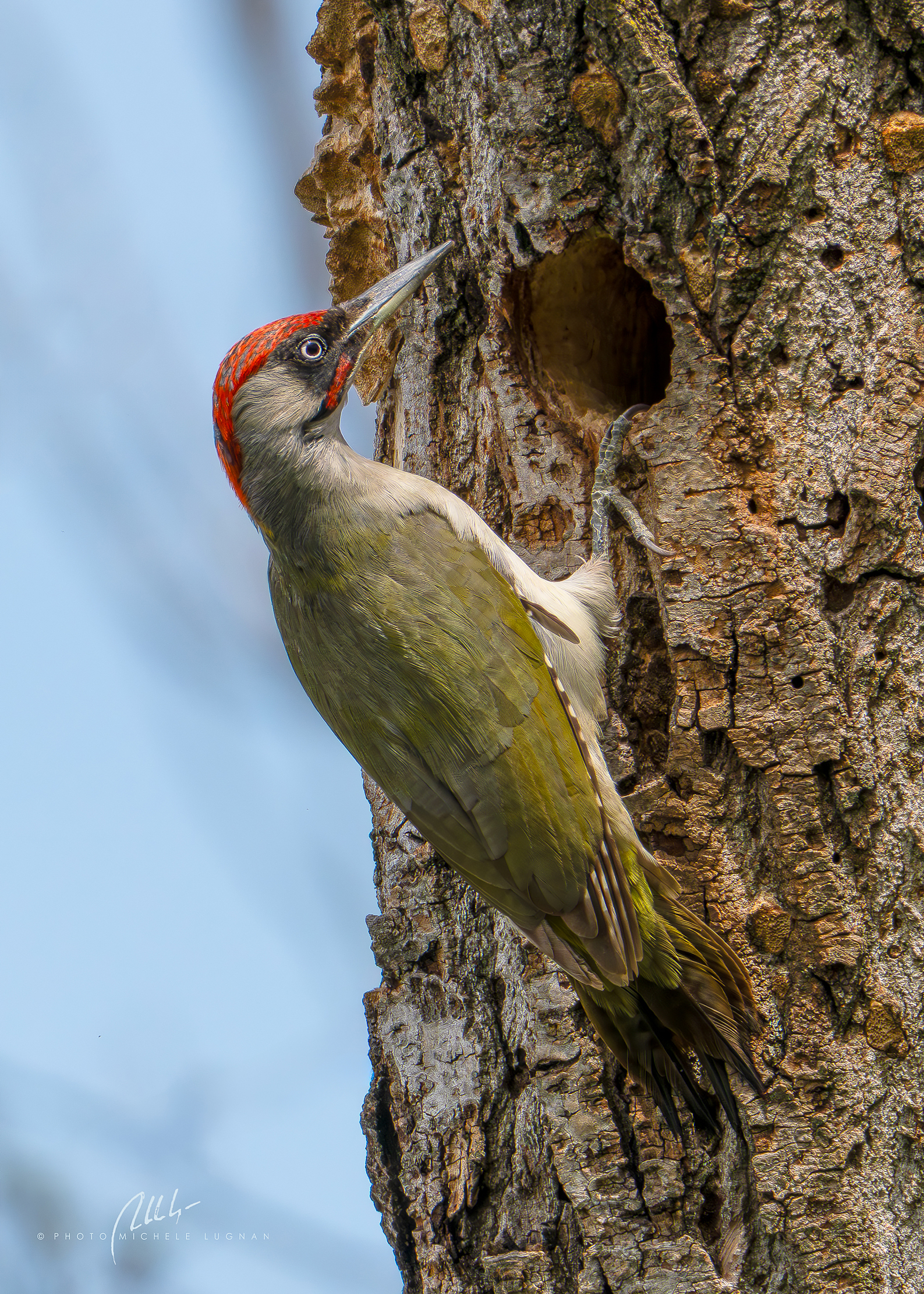 Picus viridis