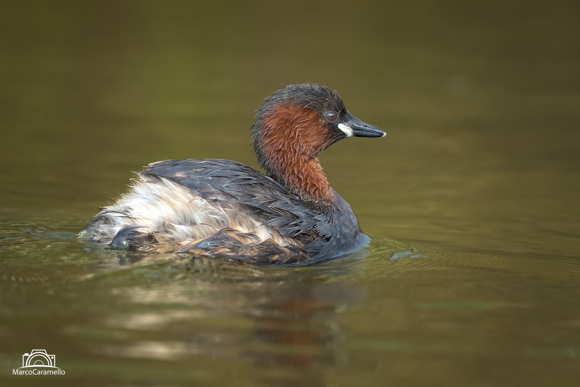 Little Grebe