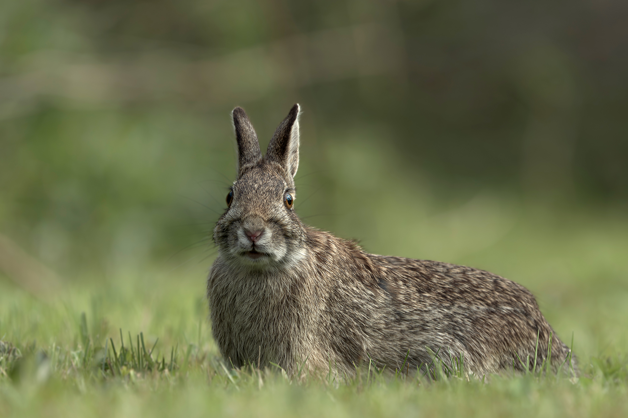 Hare