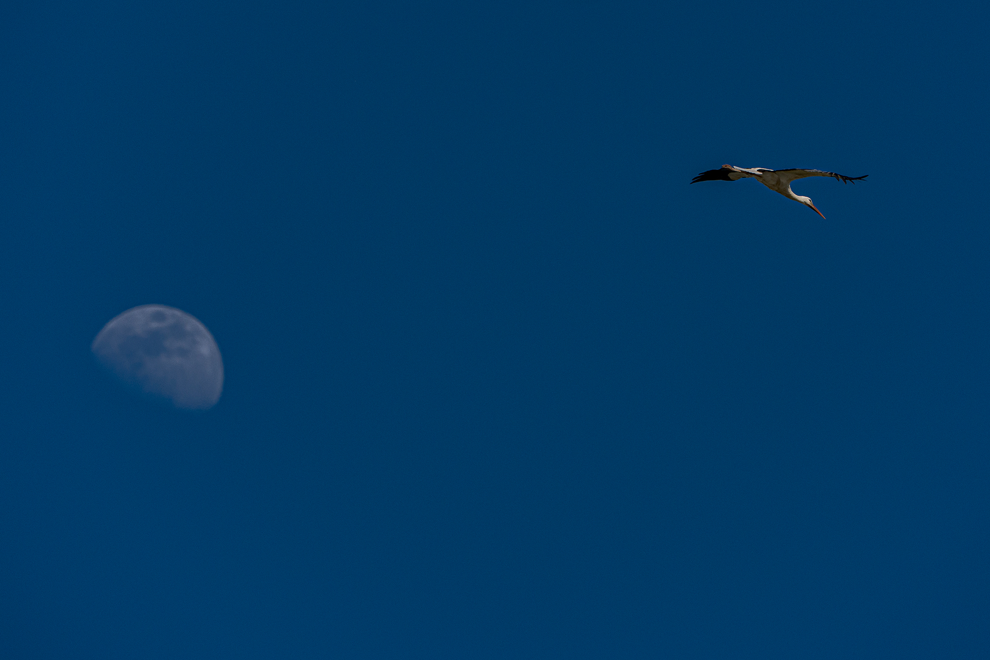 The moon and the stork