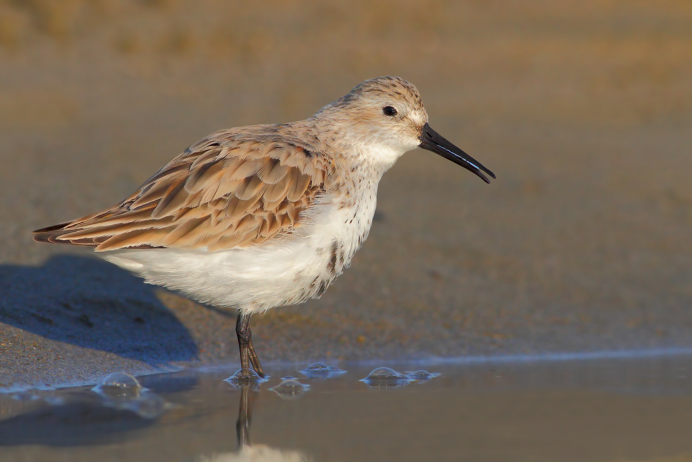 Sandpiper.