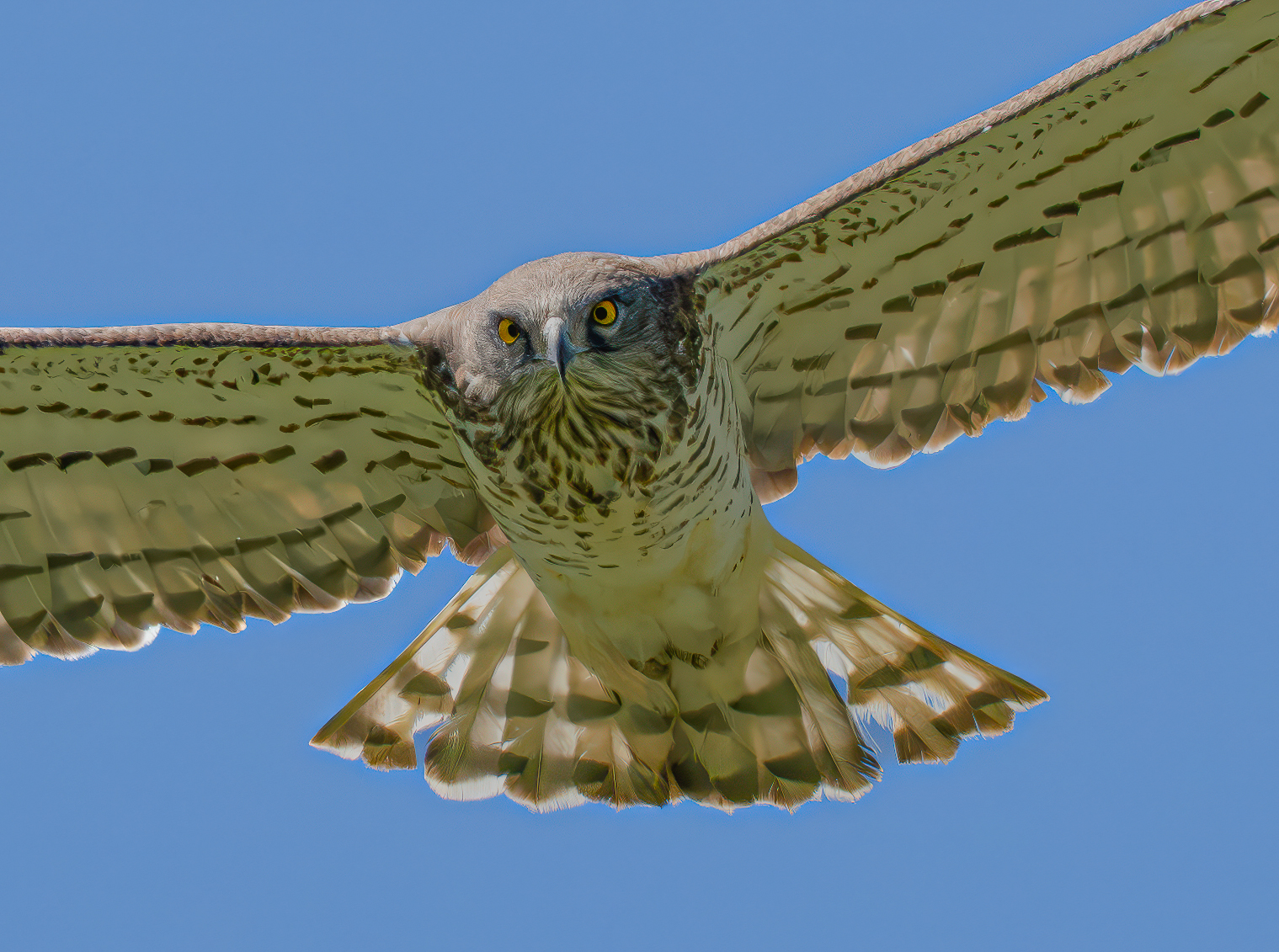 Short-toed Eagle in Flight