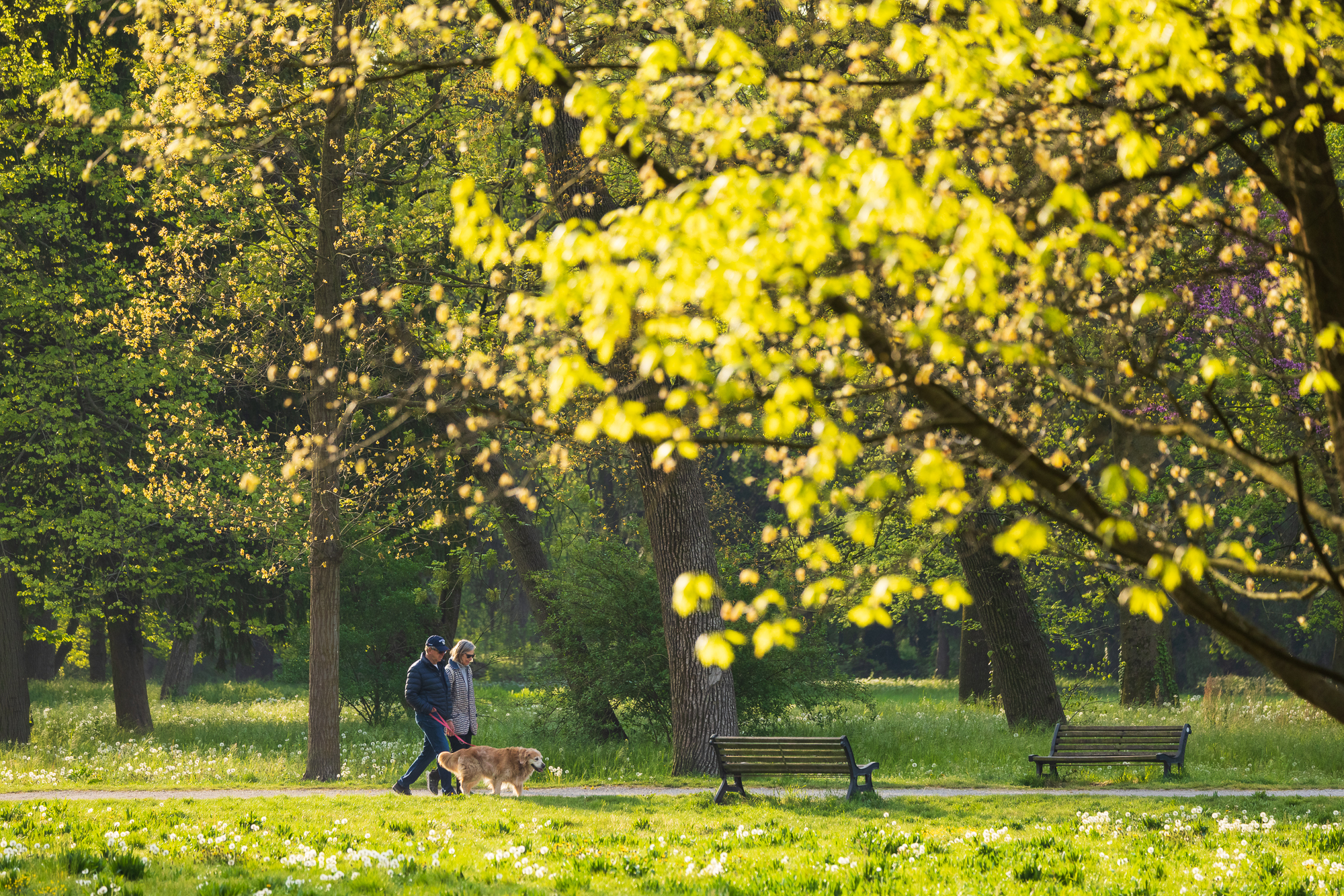 A walk in the park