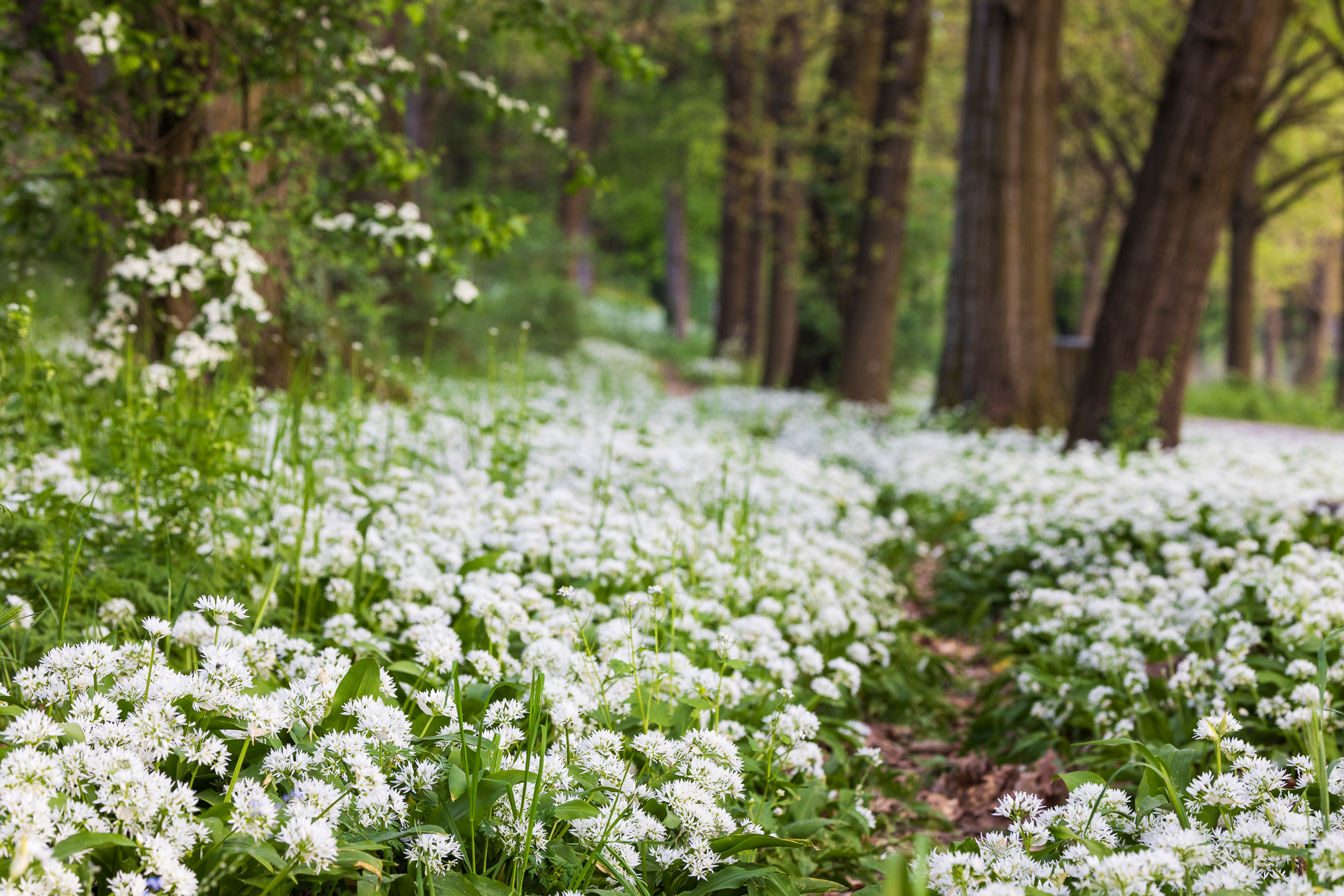 The white carpet