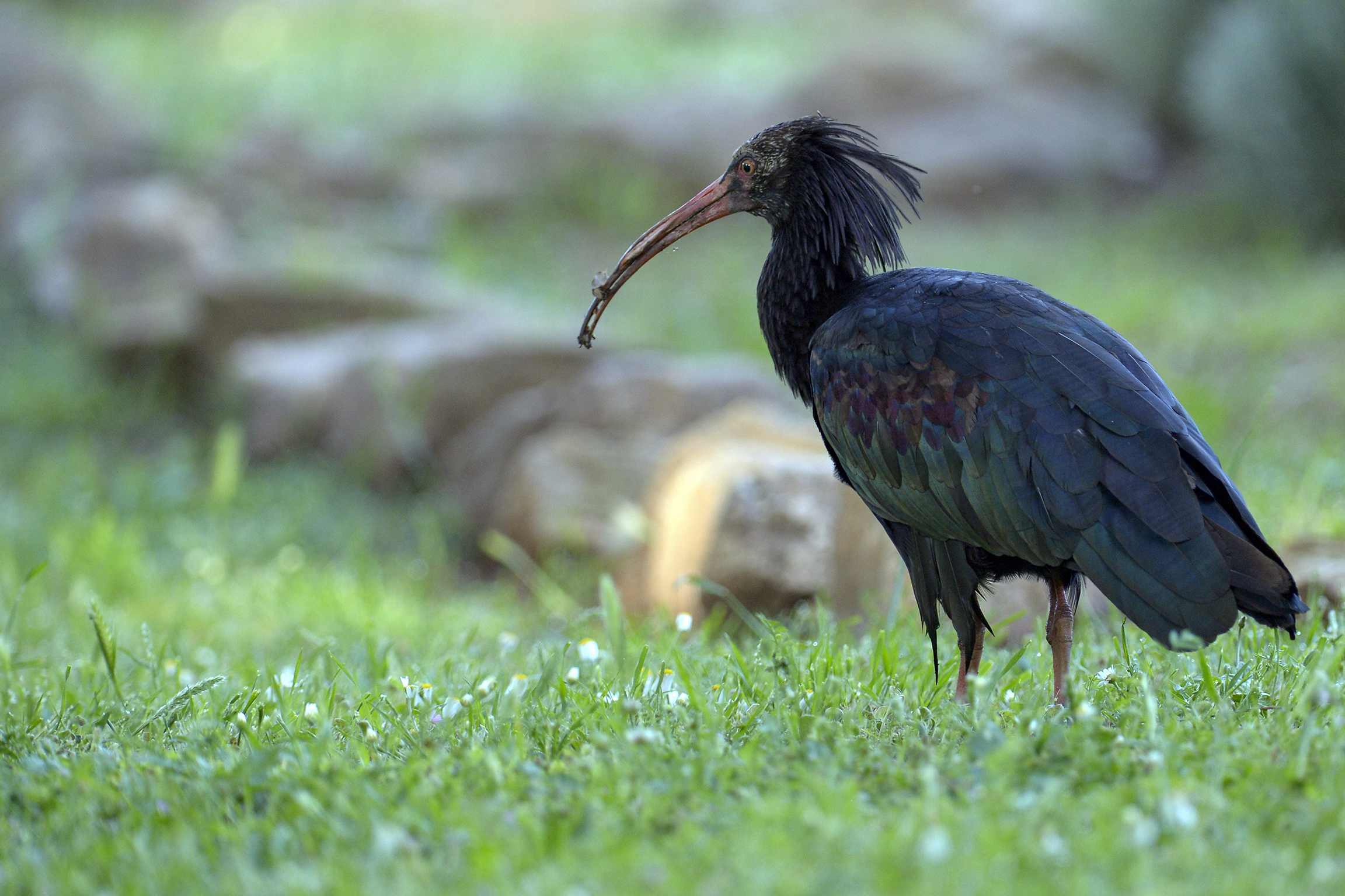 Ibis Erem