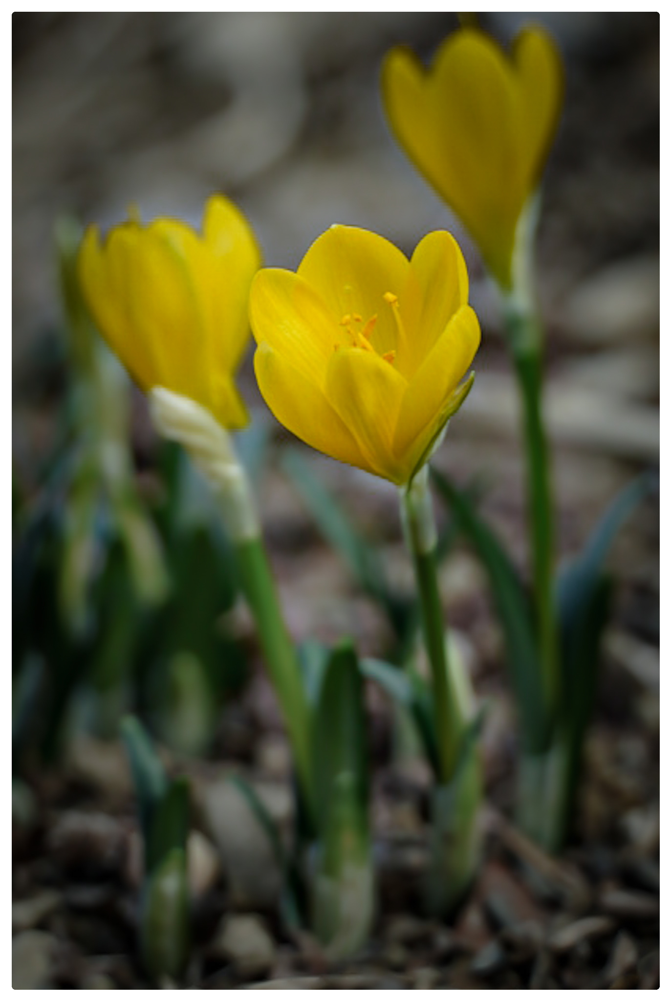 Little Yellow Touch