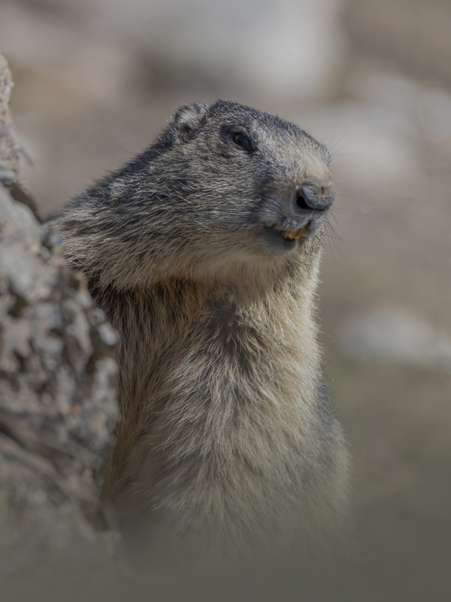 Marmotta alpina