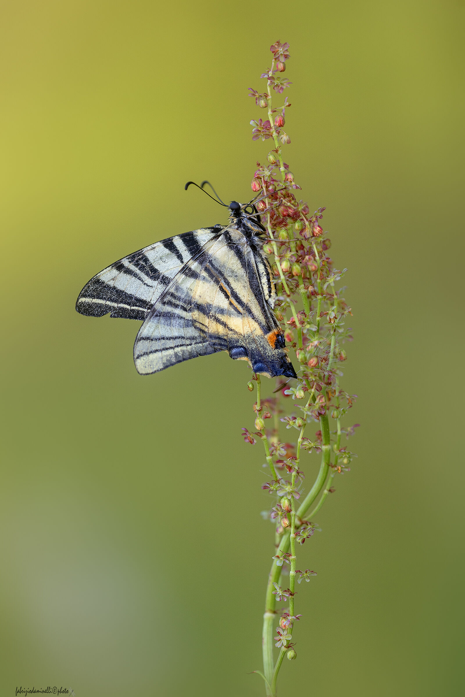 Iphiclides podalirius
