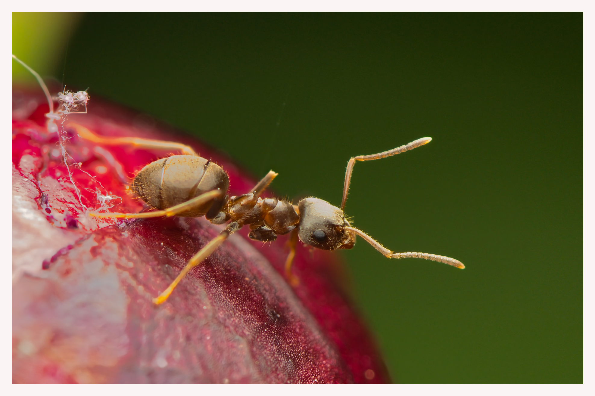 atomic ant