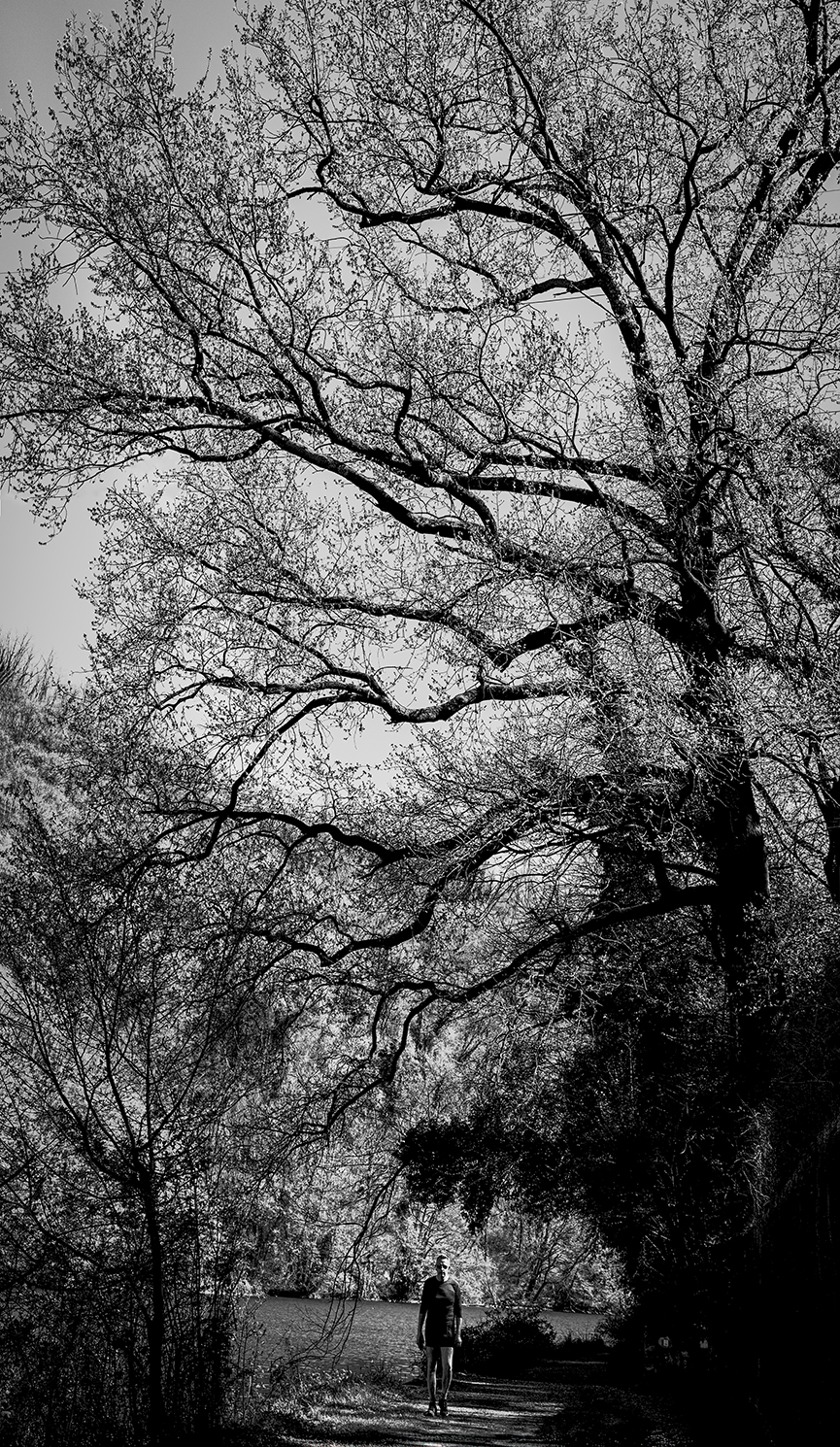 The man and the tree