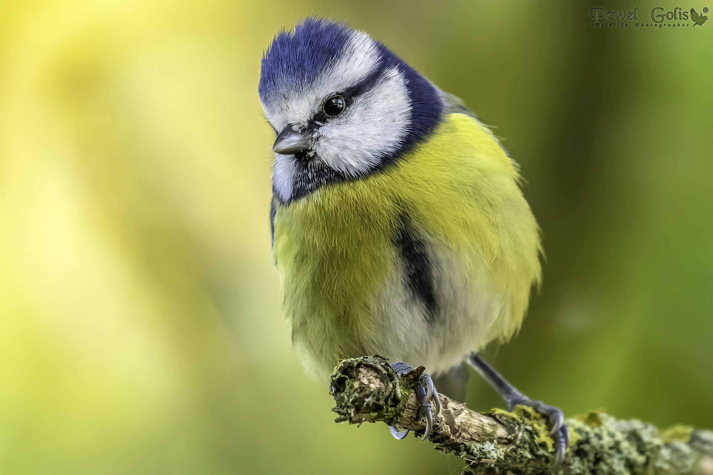 Eurasian blue tit (Cyanistes caeruleus)