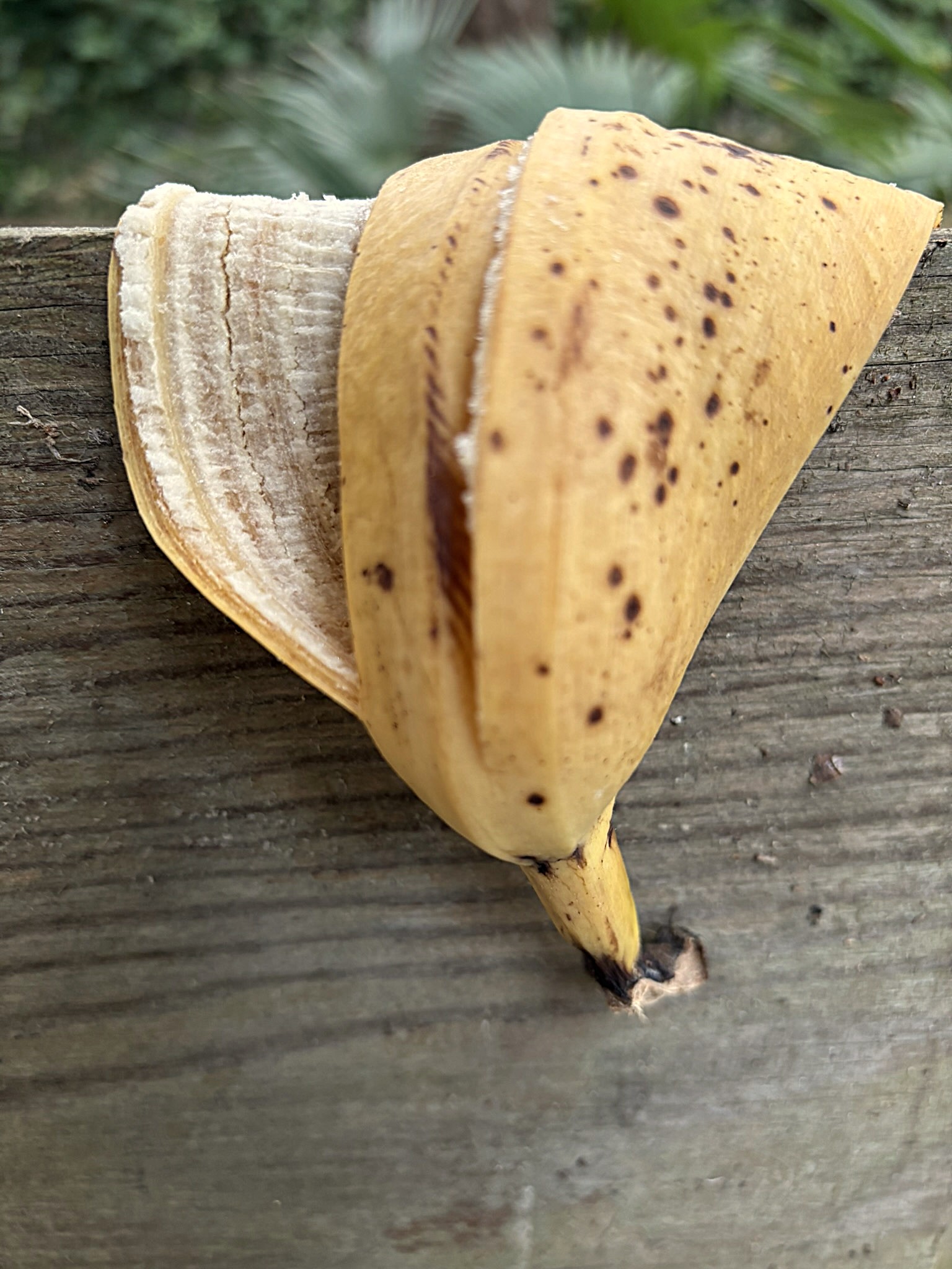 Organic Sculpture No.1