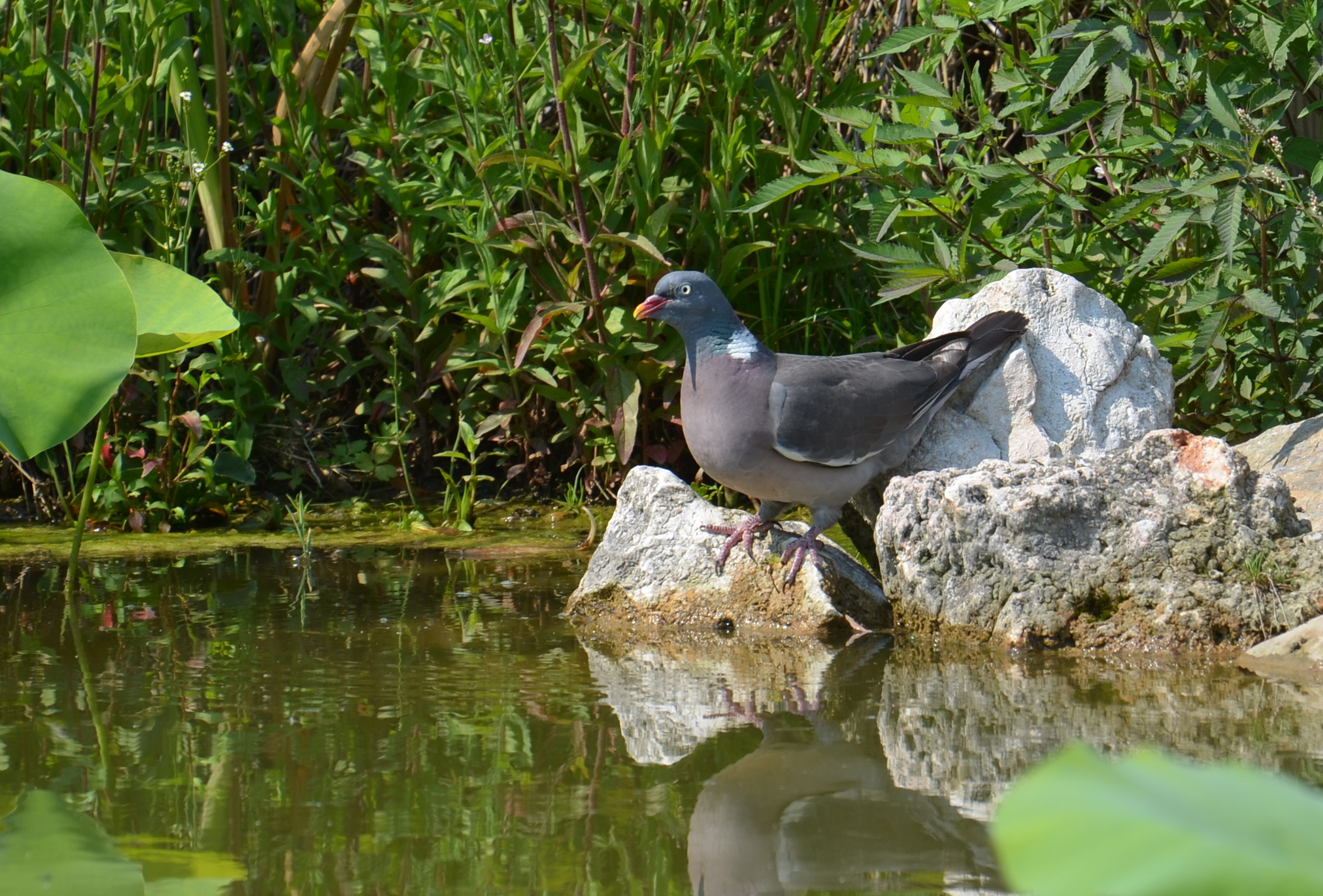 Young wood pigeon