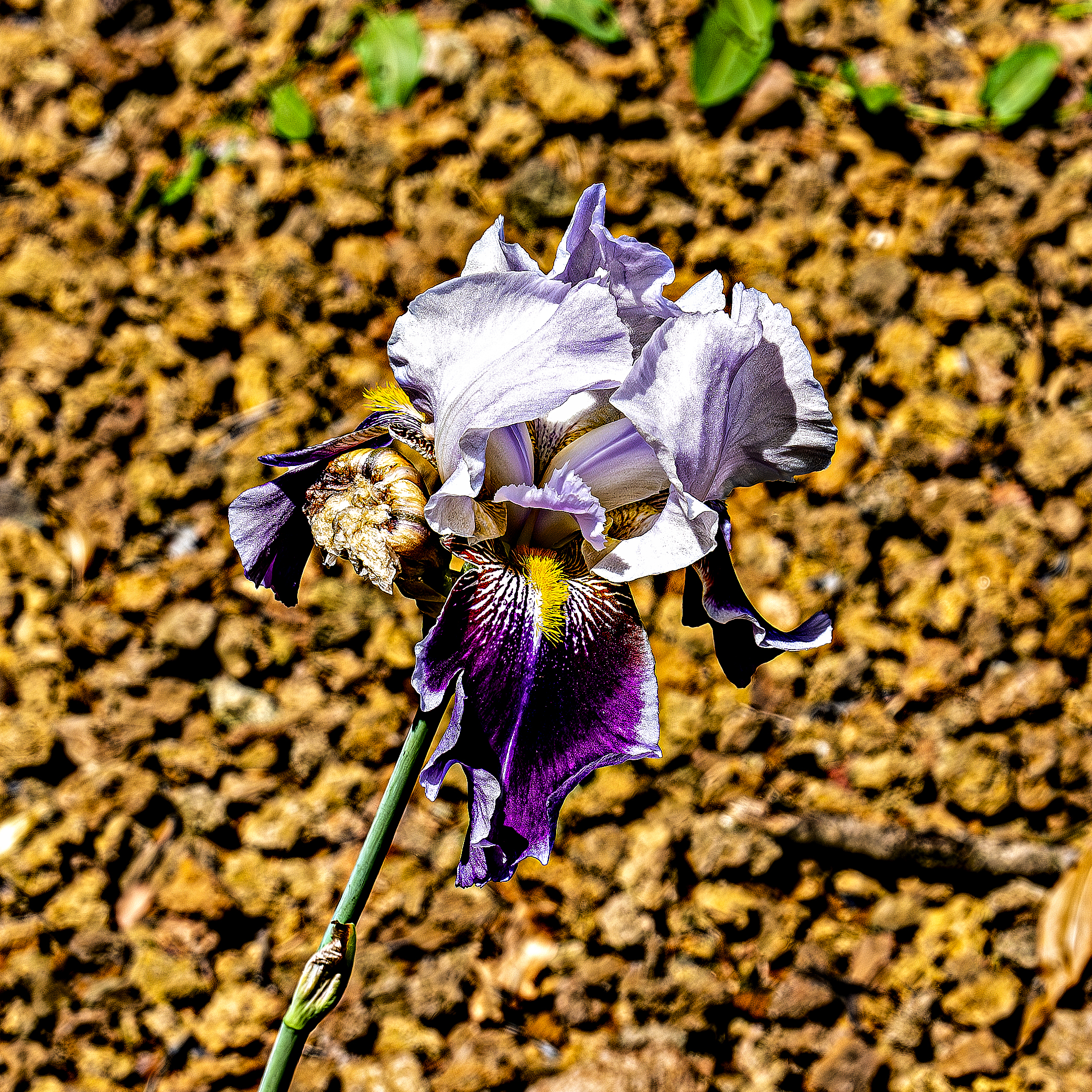 Even flowers age