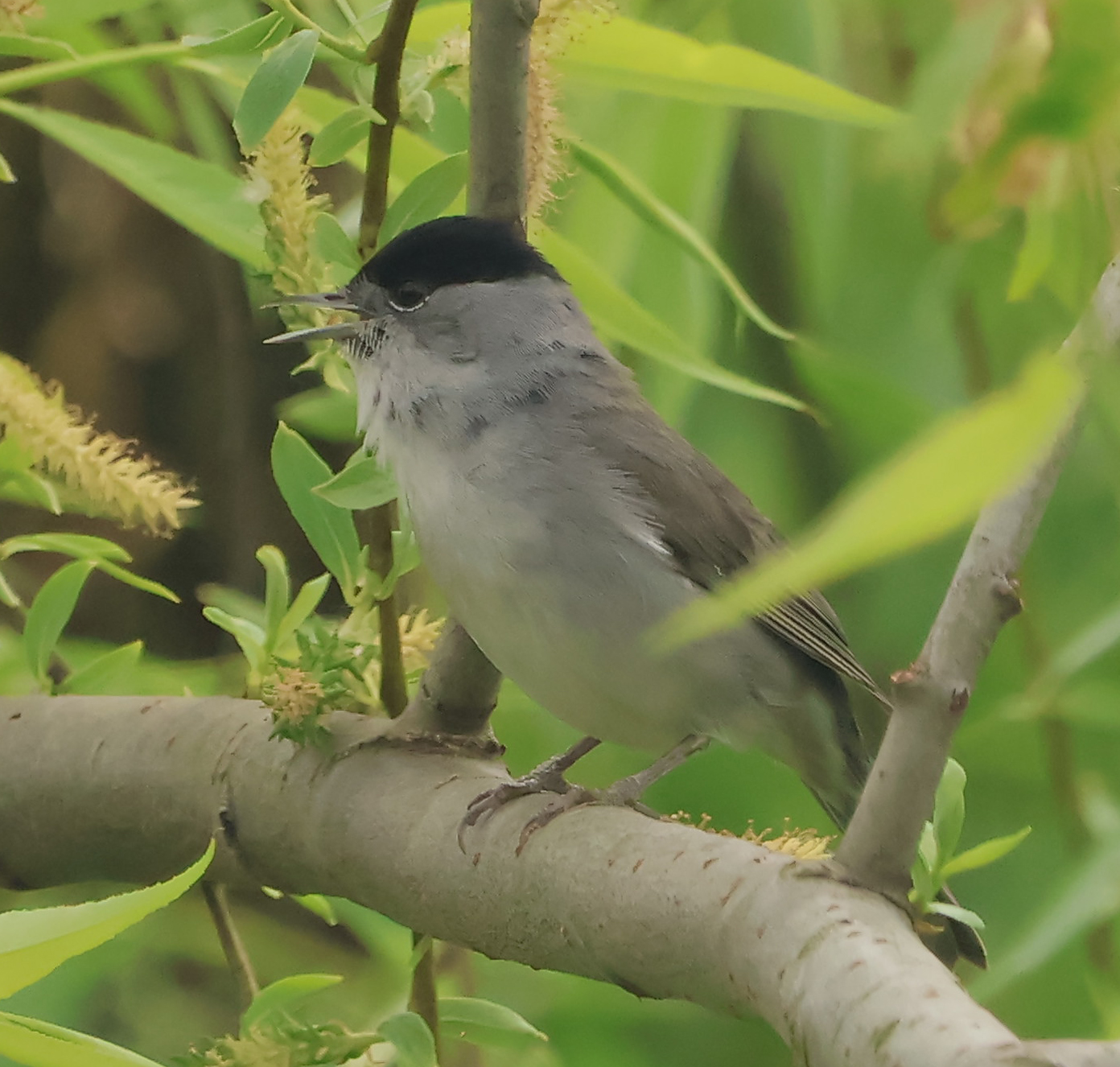 Capinera maschio Oasi Lipu Cesano M. MB 11/04/26