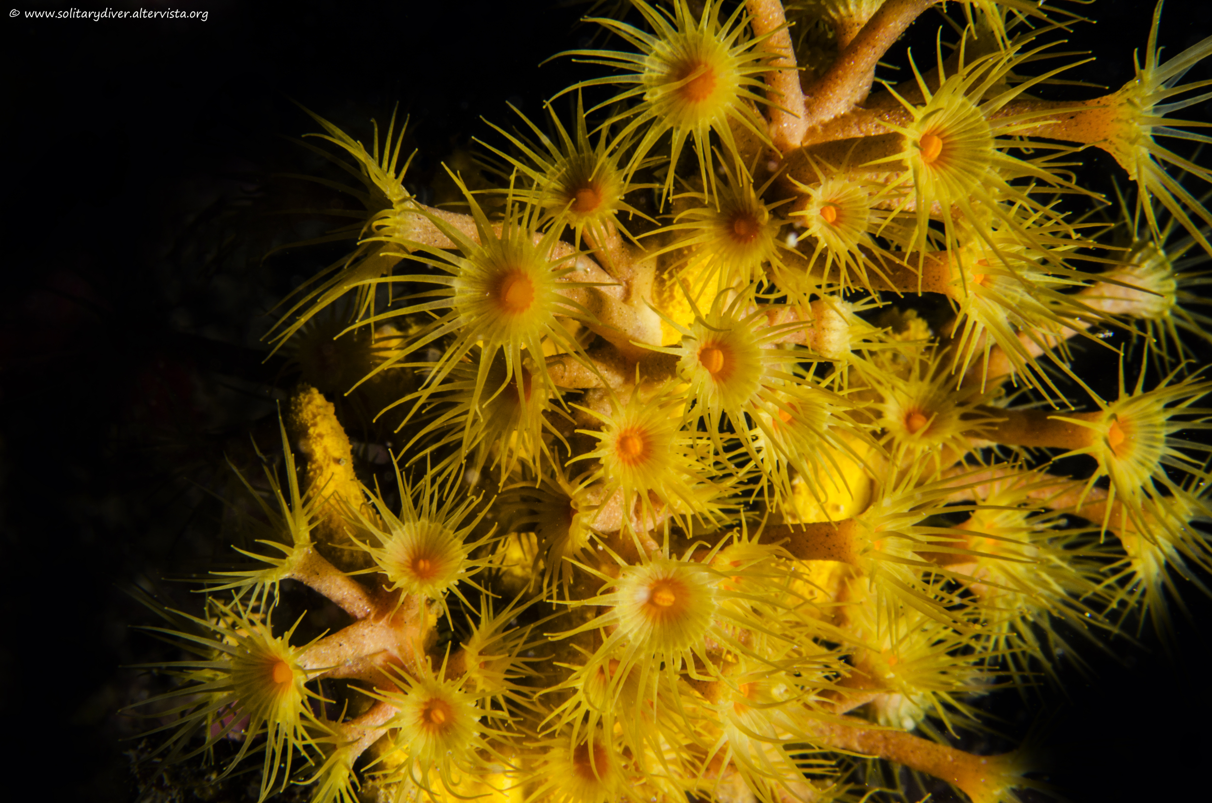 Fantasia floreale, parazoanthus