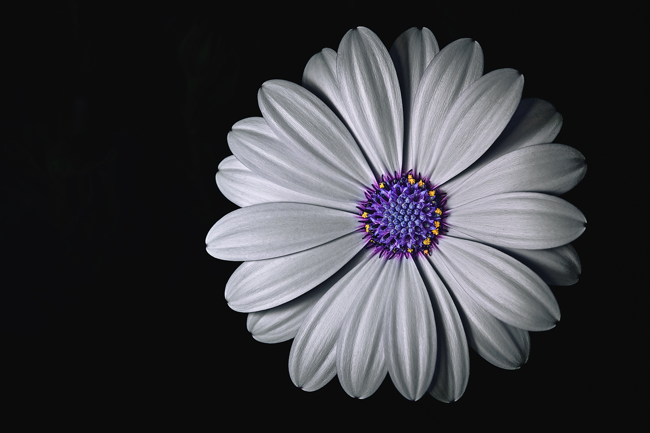 OSTEOSPERMUM