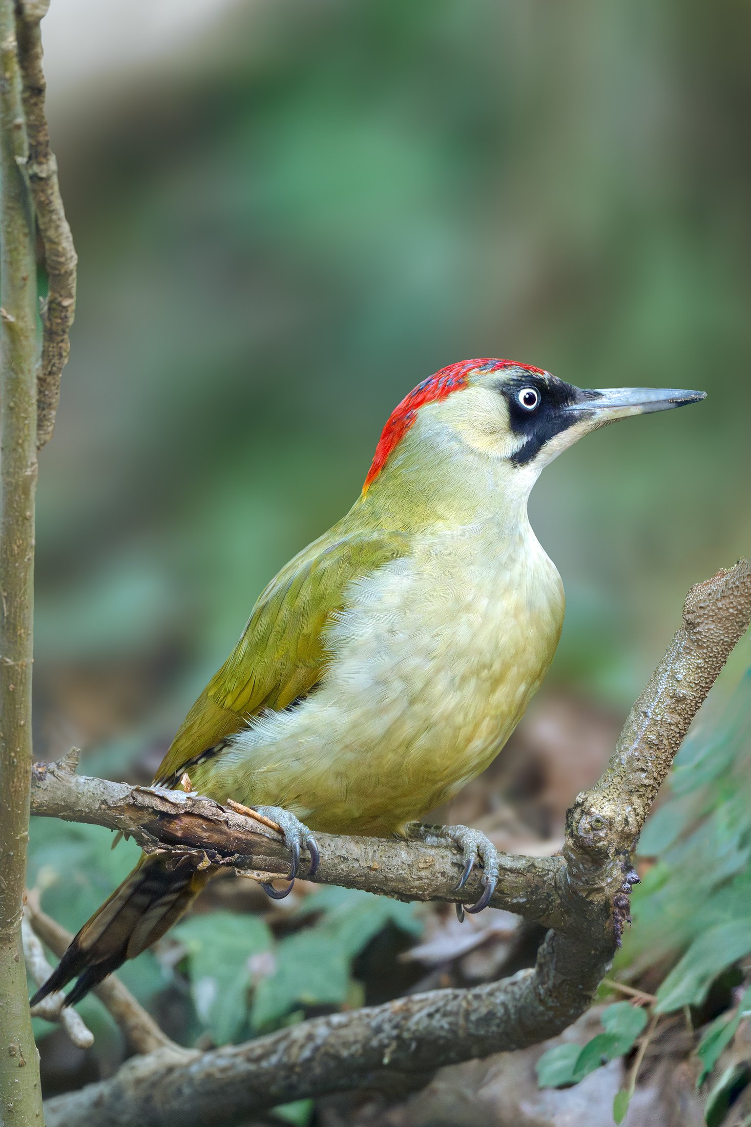 Verde su verde
