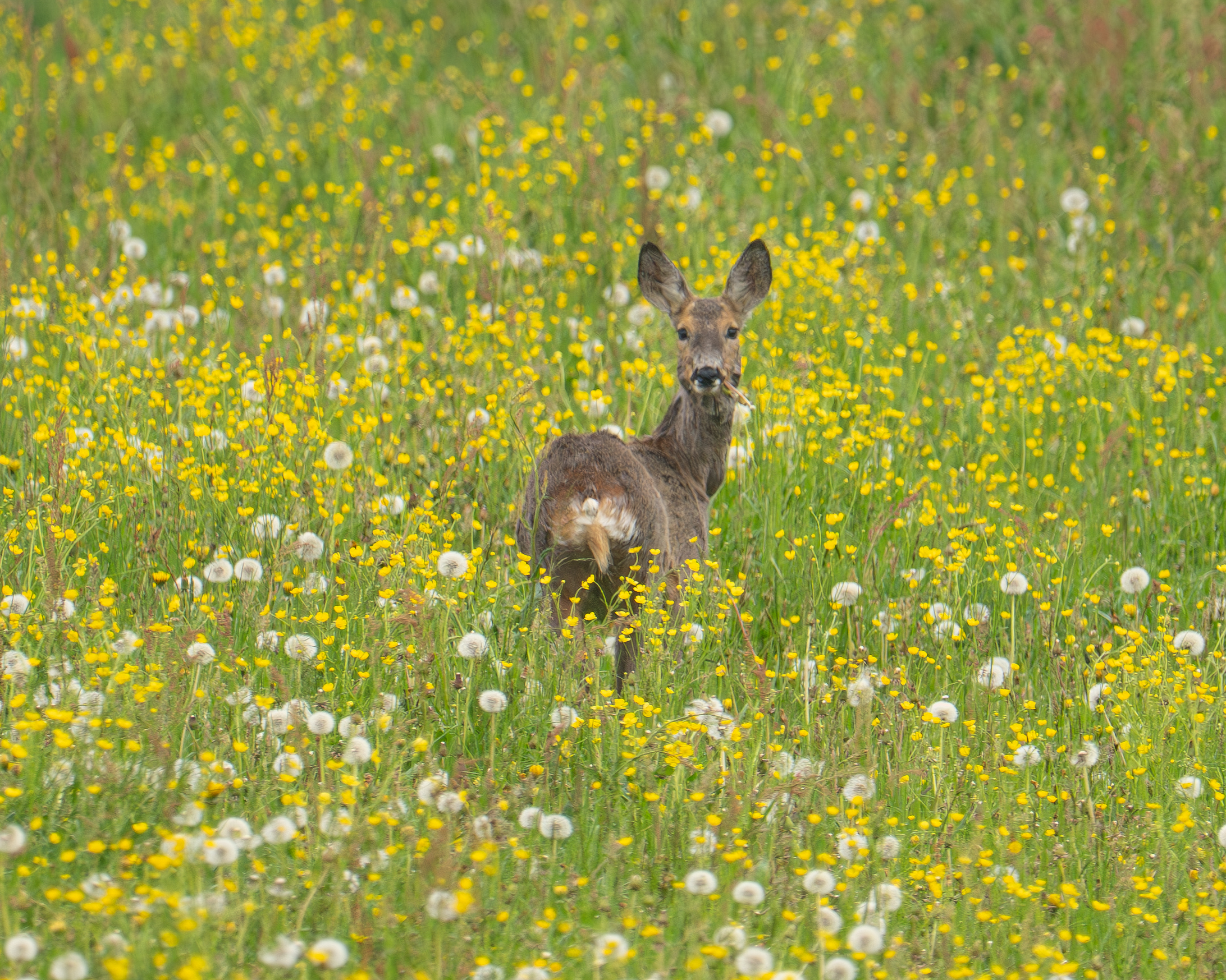 Capriolo