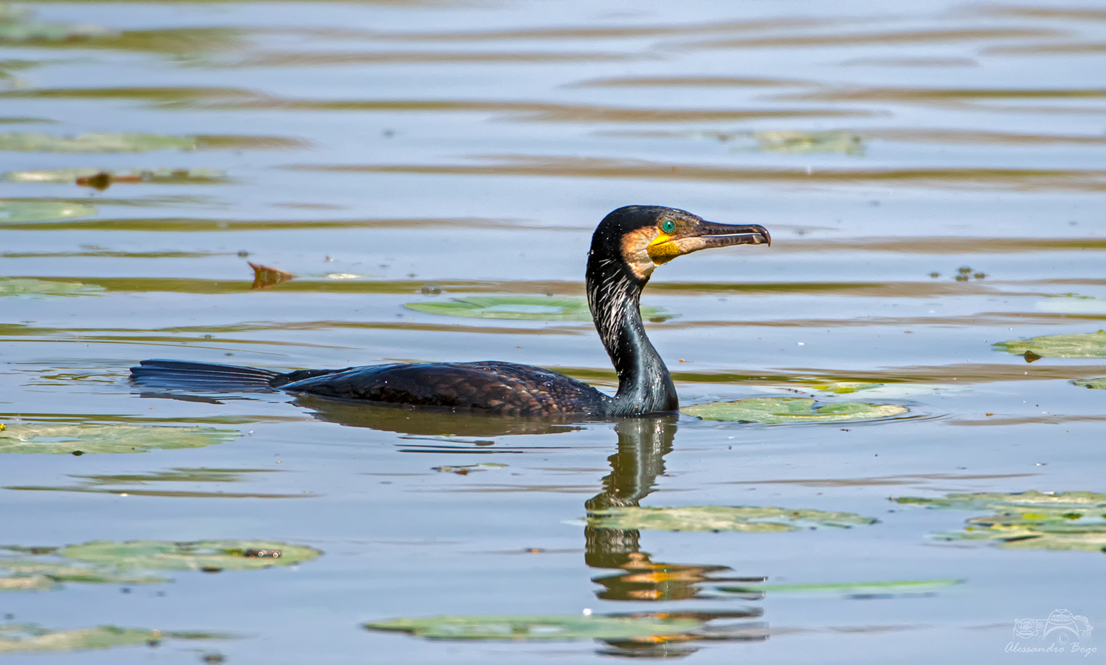 Cormorant