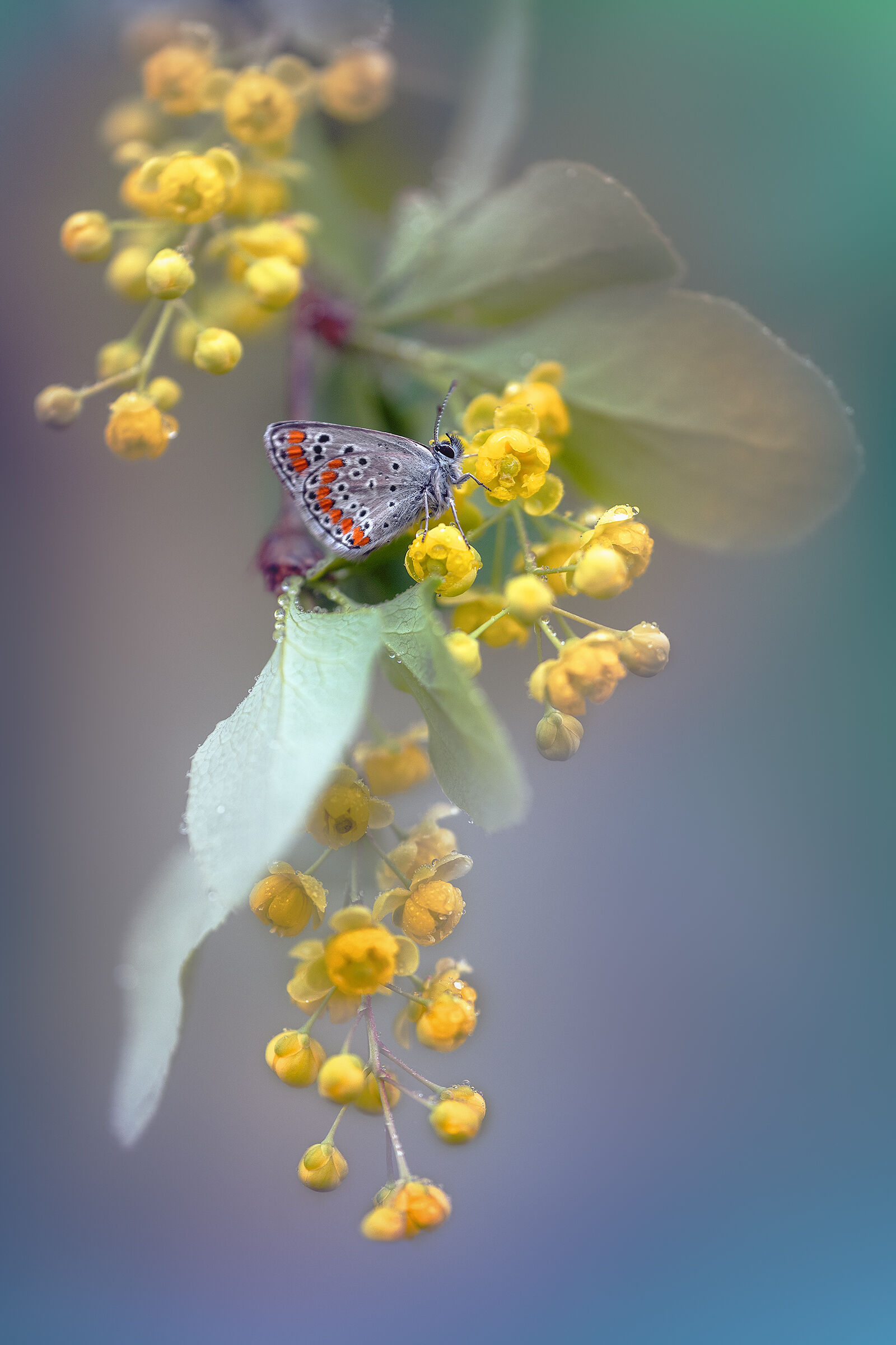 Aricia agestis on Common barberry