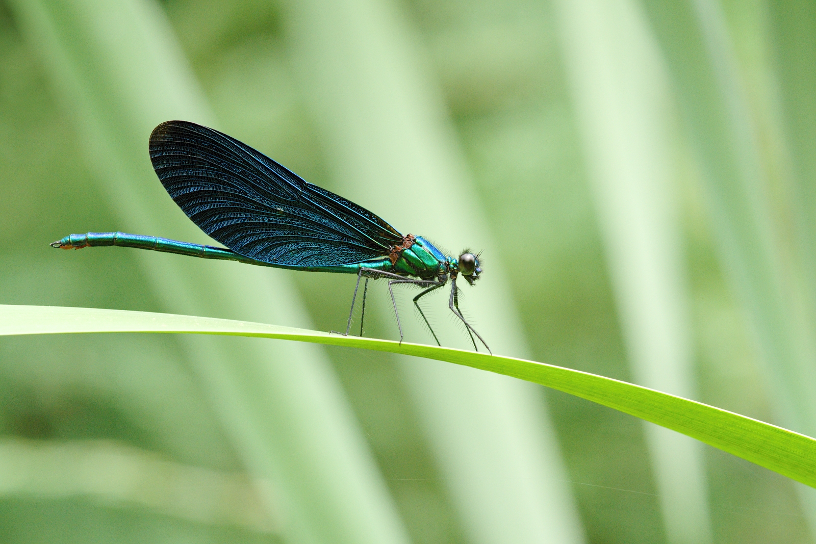 Calopteryx virgo