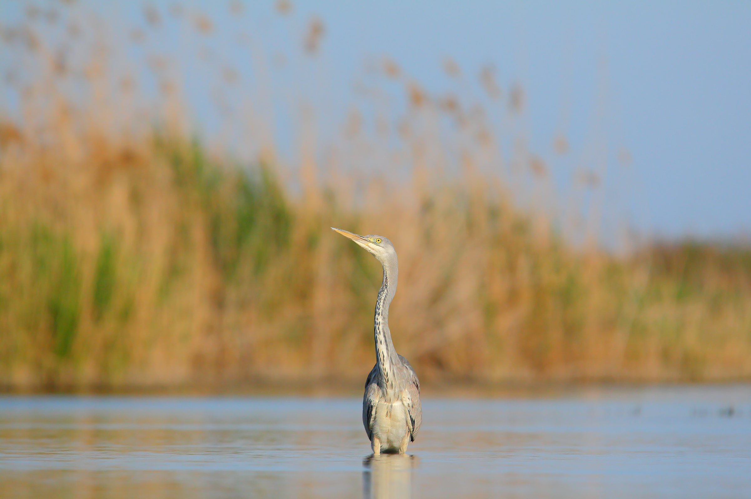 Grey Heron.