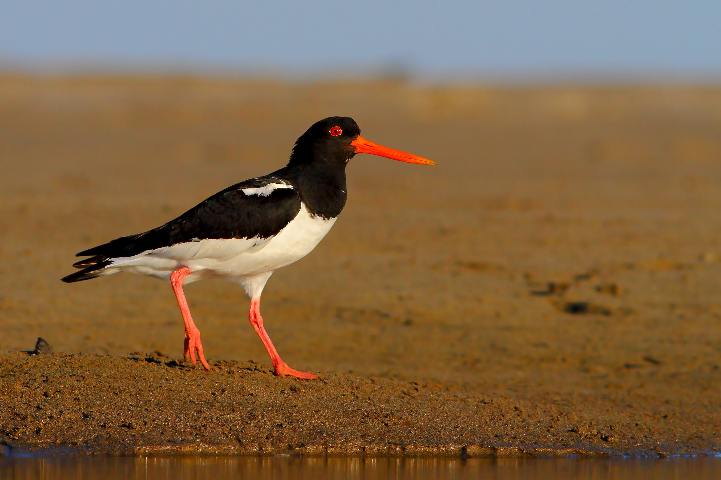 Oystercatcher.
