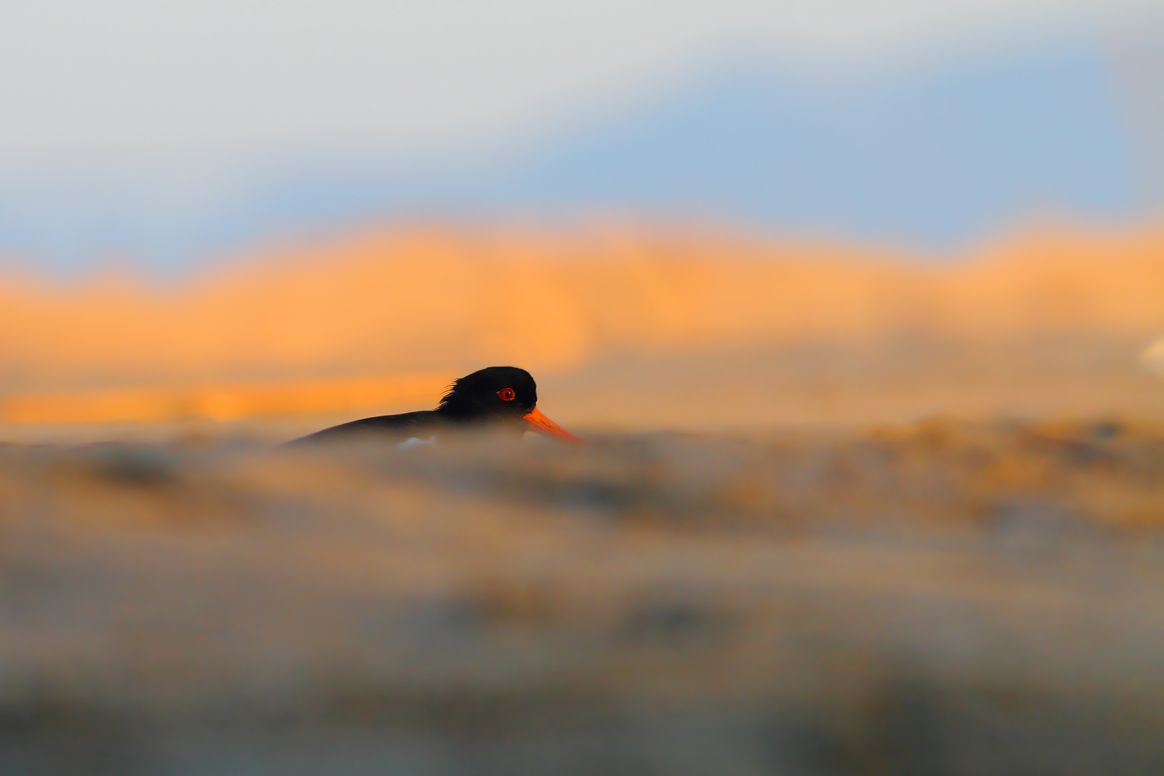 Oystercatcher.