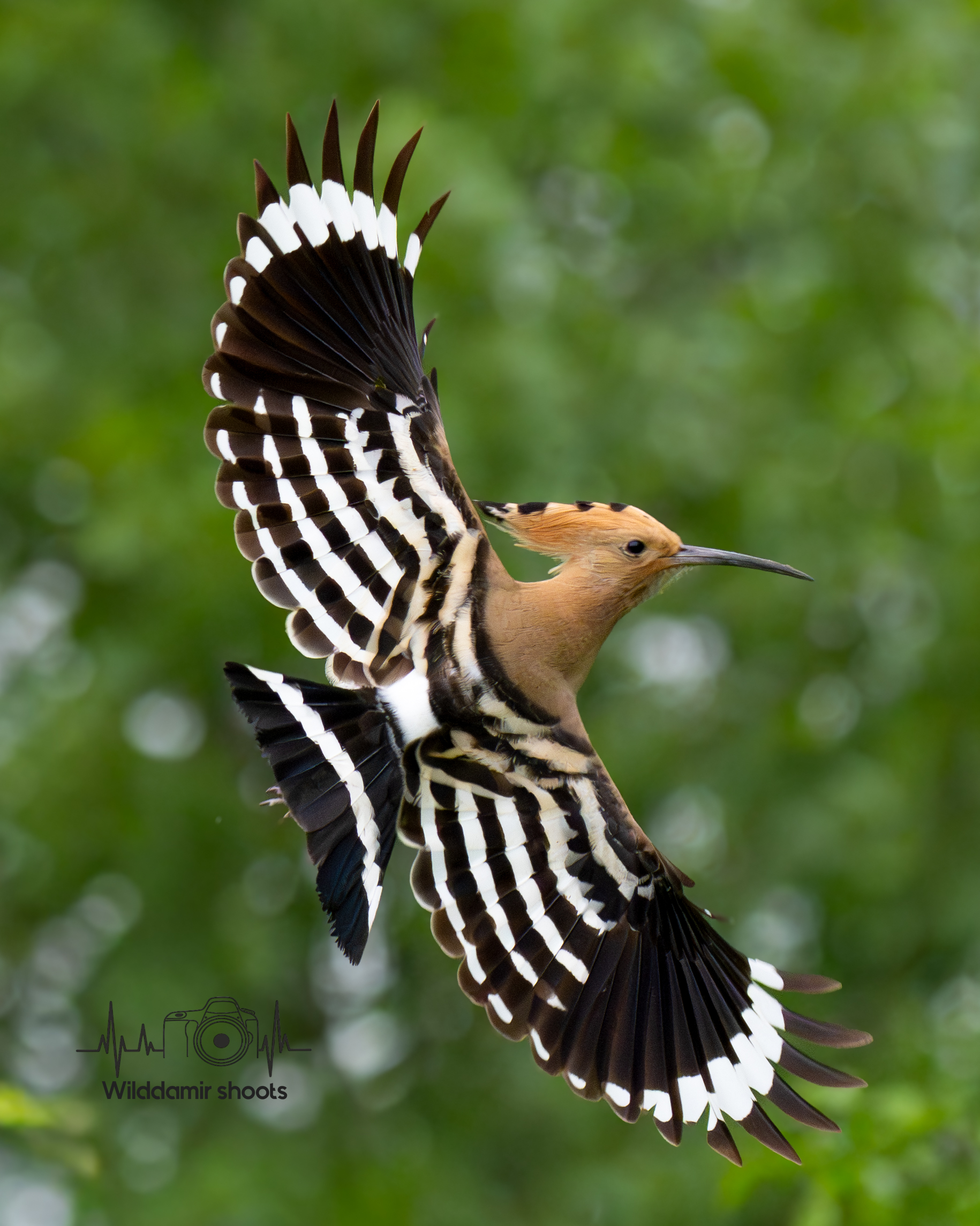 Hoopoe
