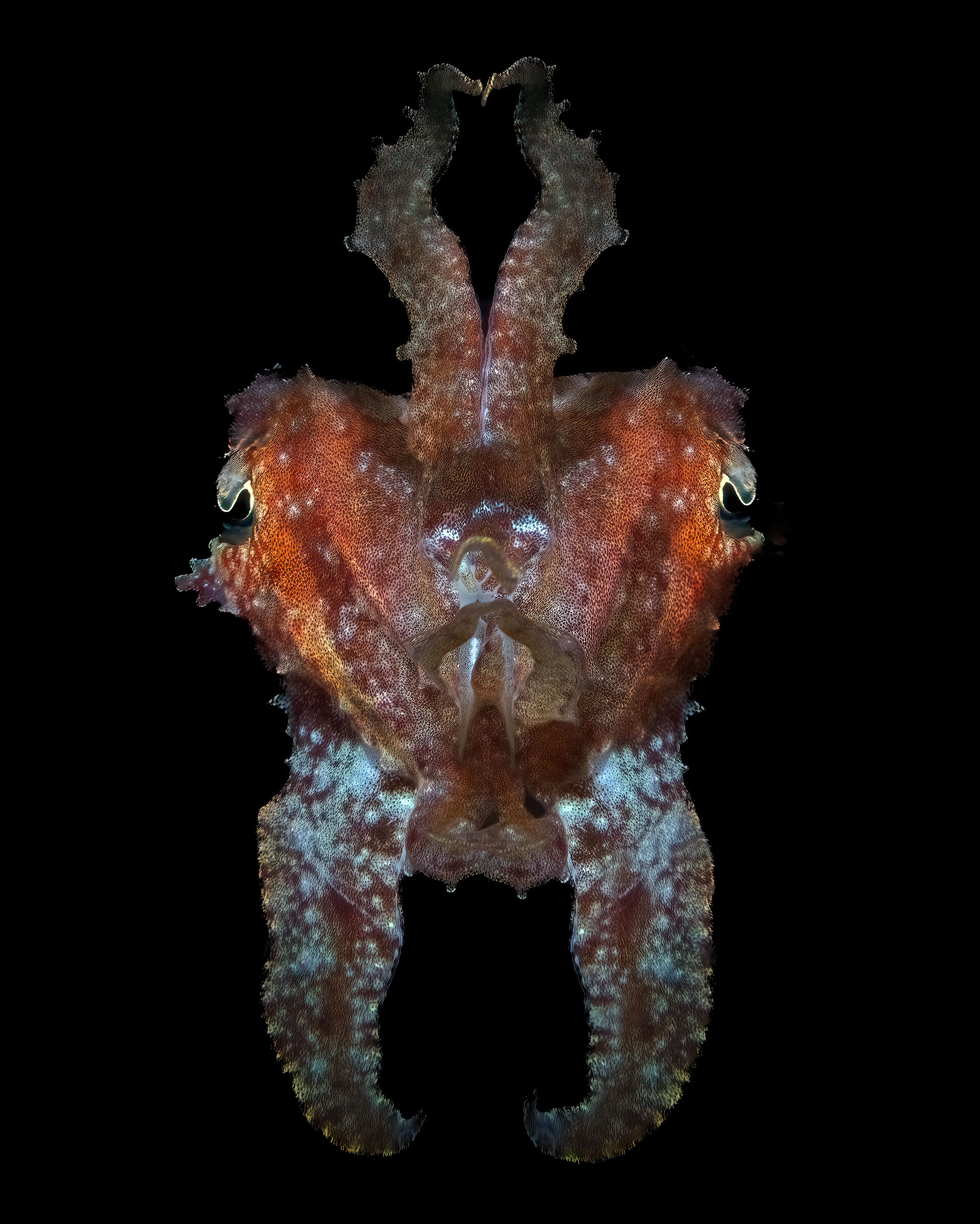 Cuttlefish on the attack Bali Tulamben