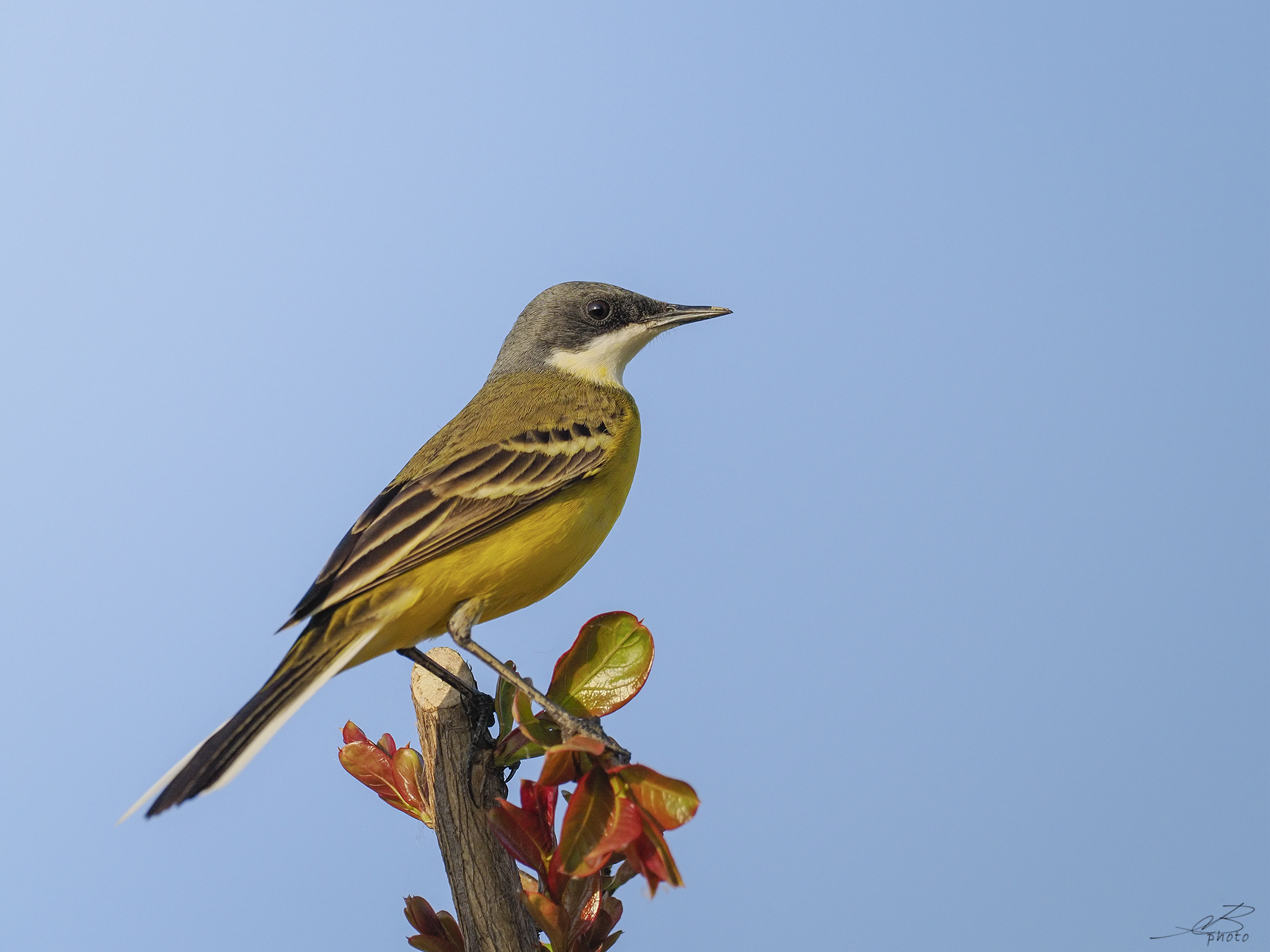 Wagtail