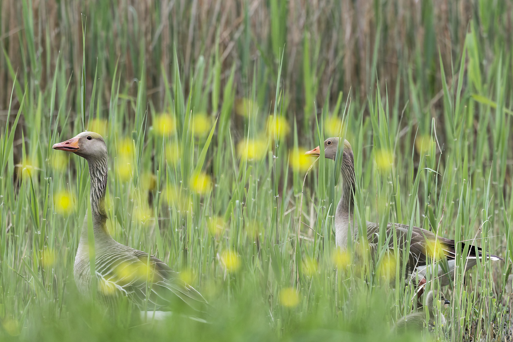 Wild geese.