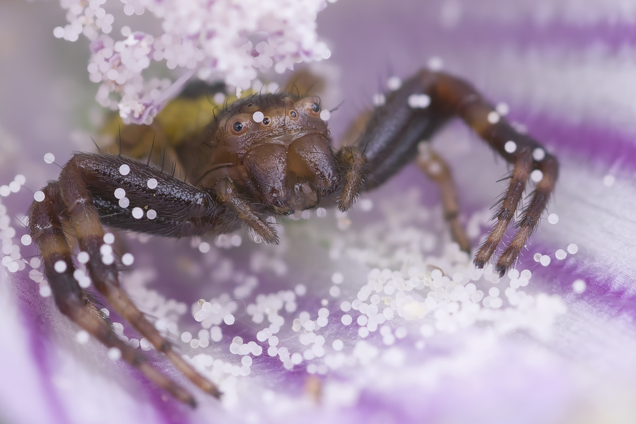 Napoleon Spider