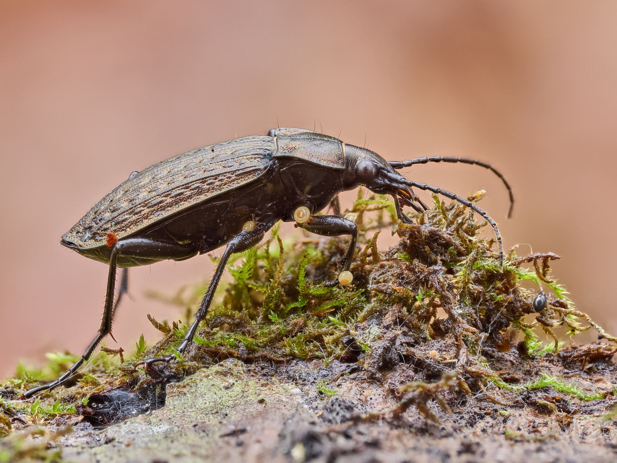 Carabus granulatus