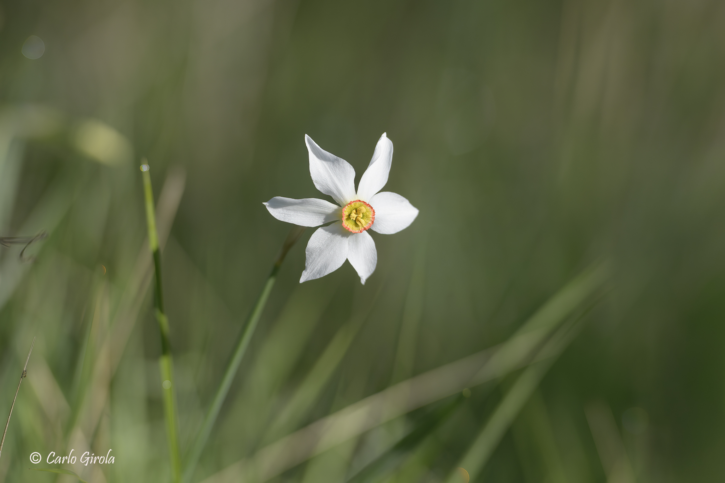 Narciso dei poeti (Narcissus poeticus)