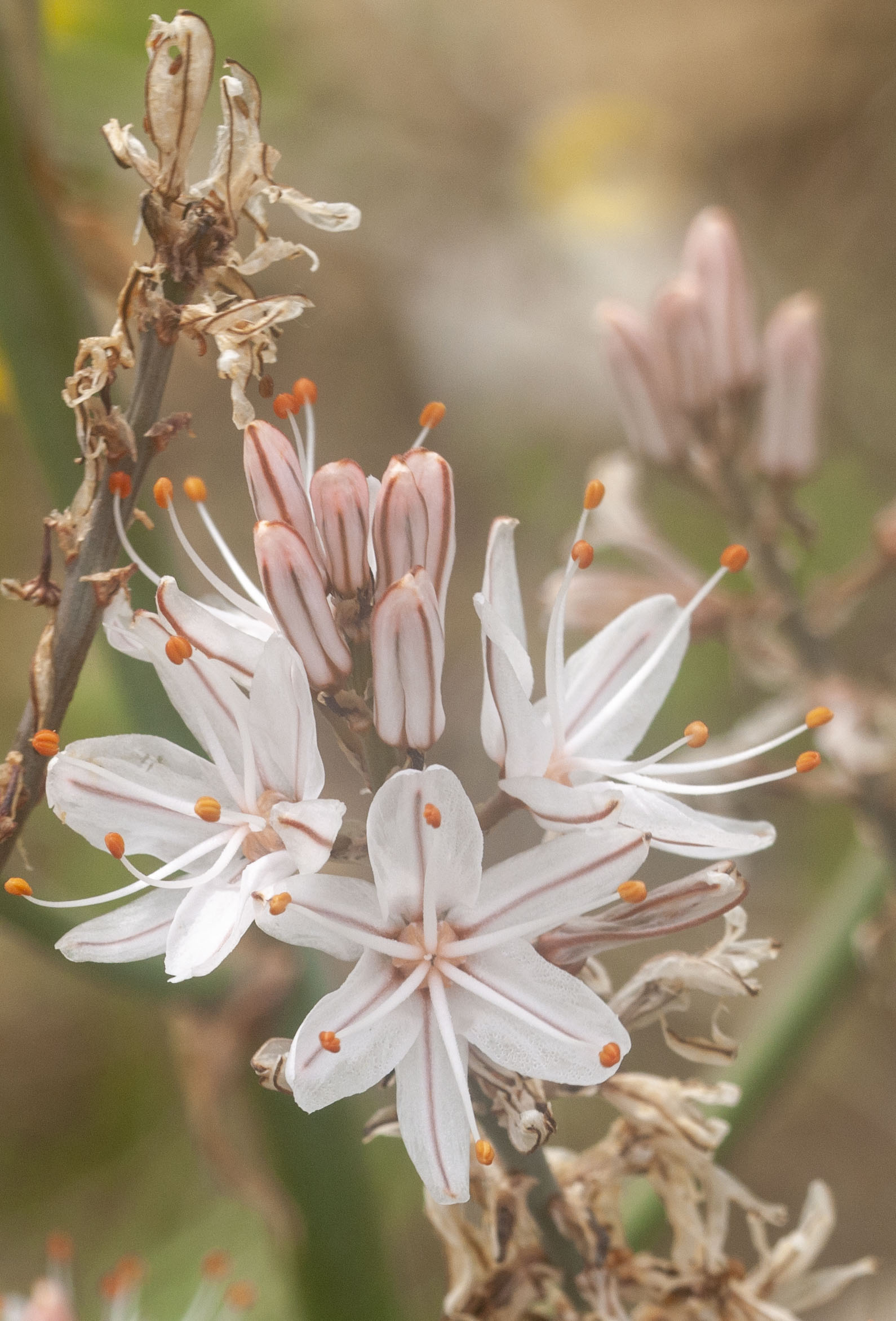 Mediterranean asphodel
