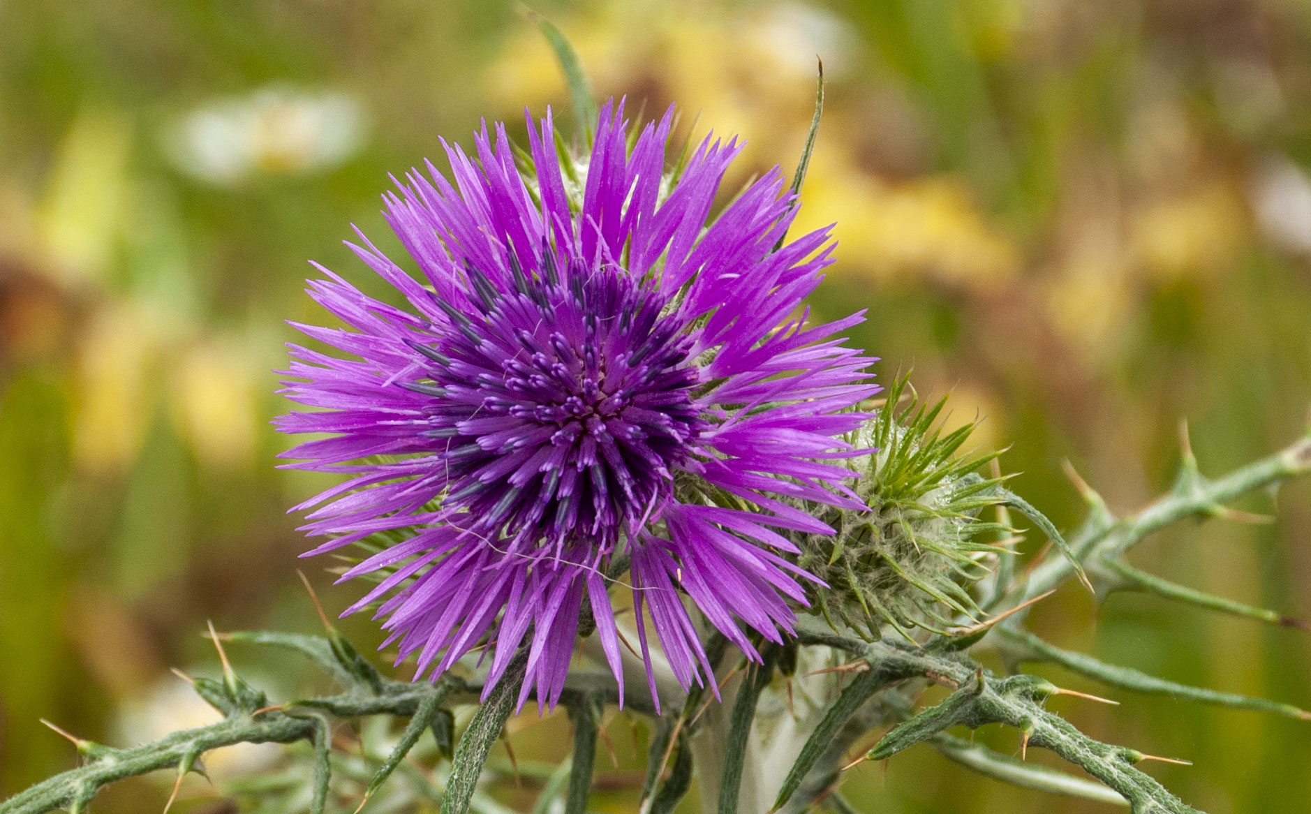 Thistle
