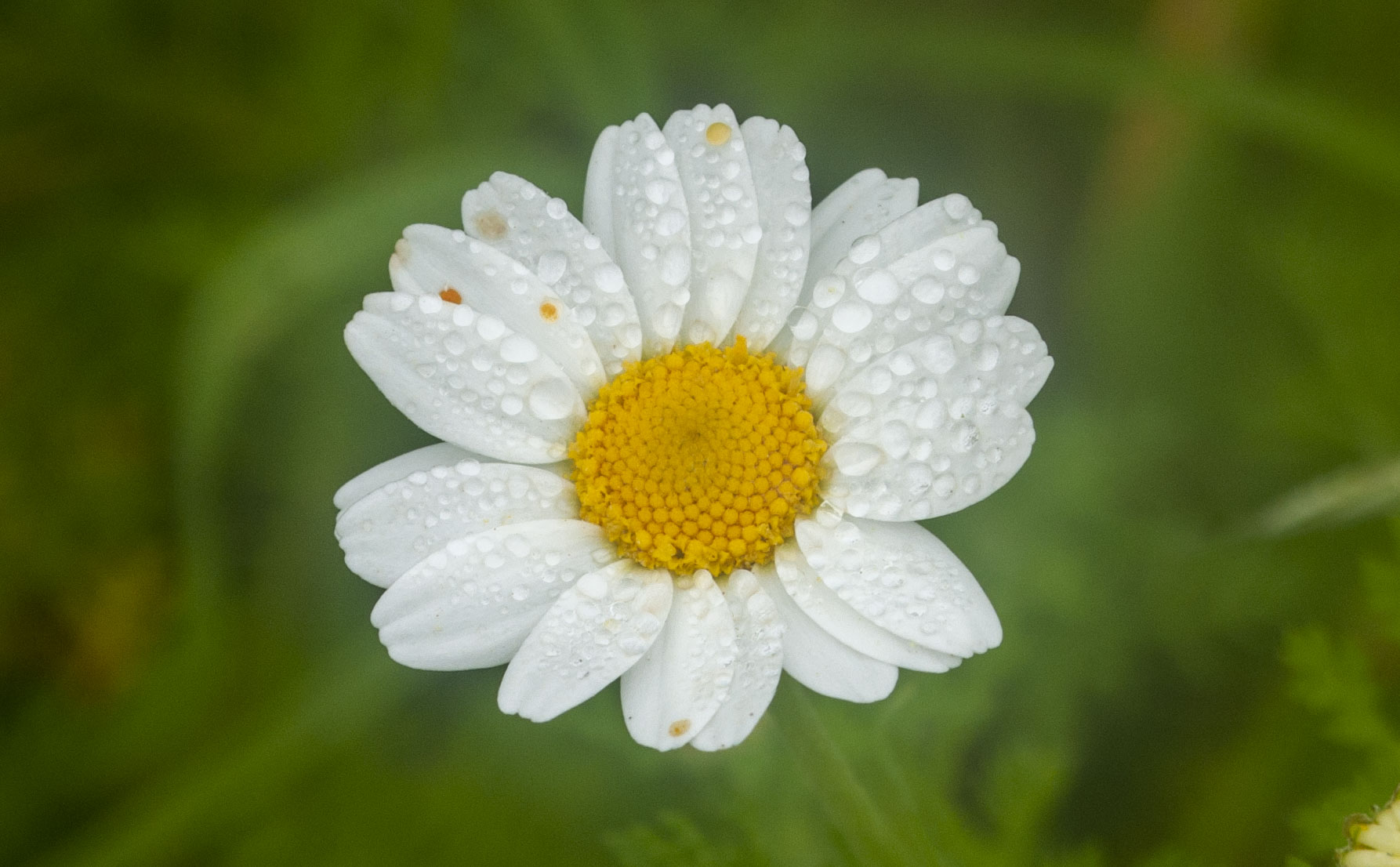 Meadow